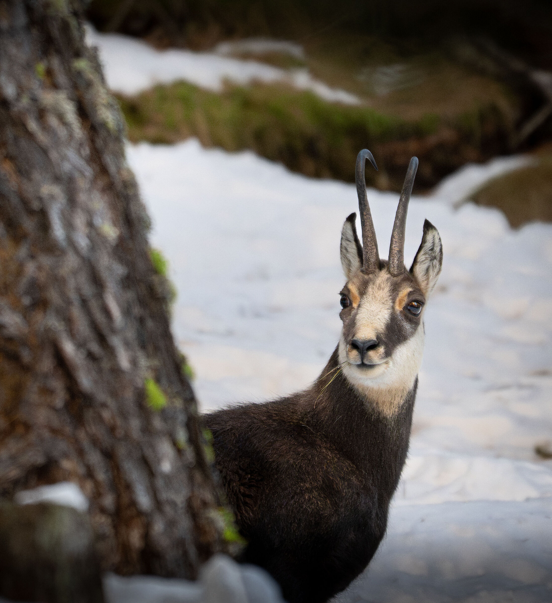 Camoscio sul Gran Paradiso