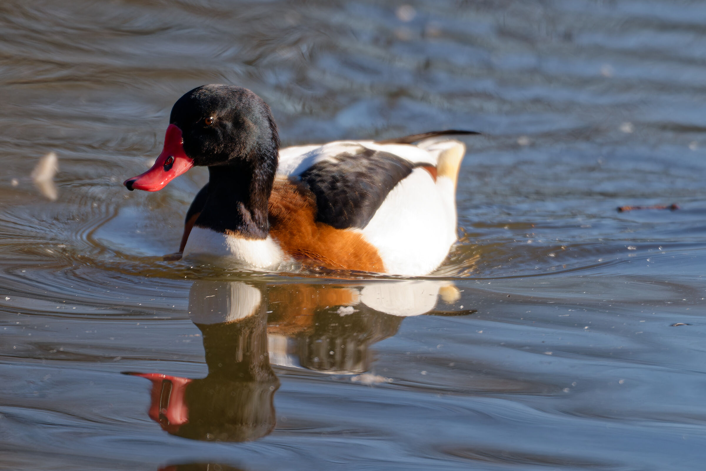 Shelduck