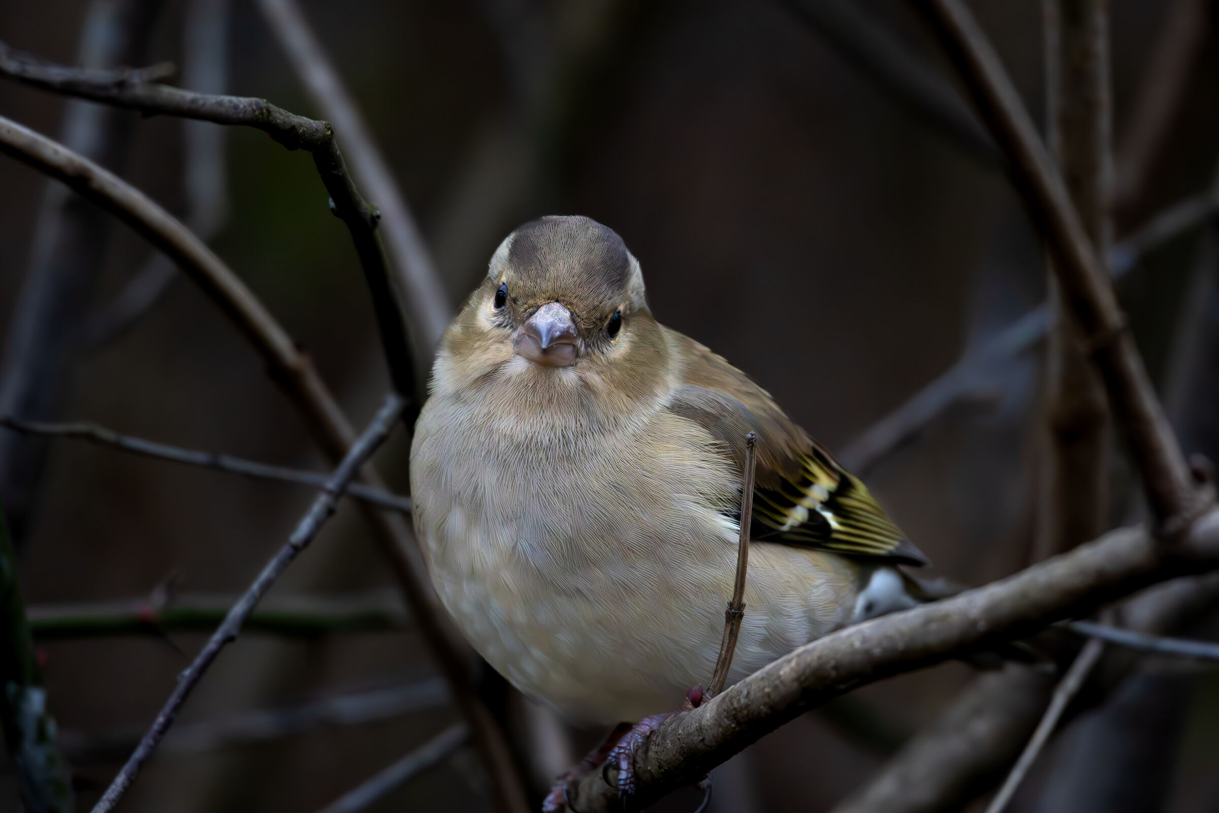 Female Finch