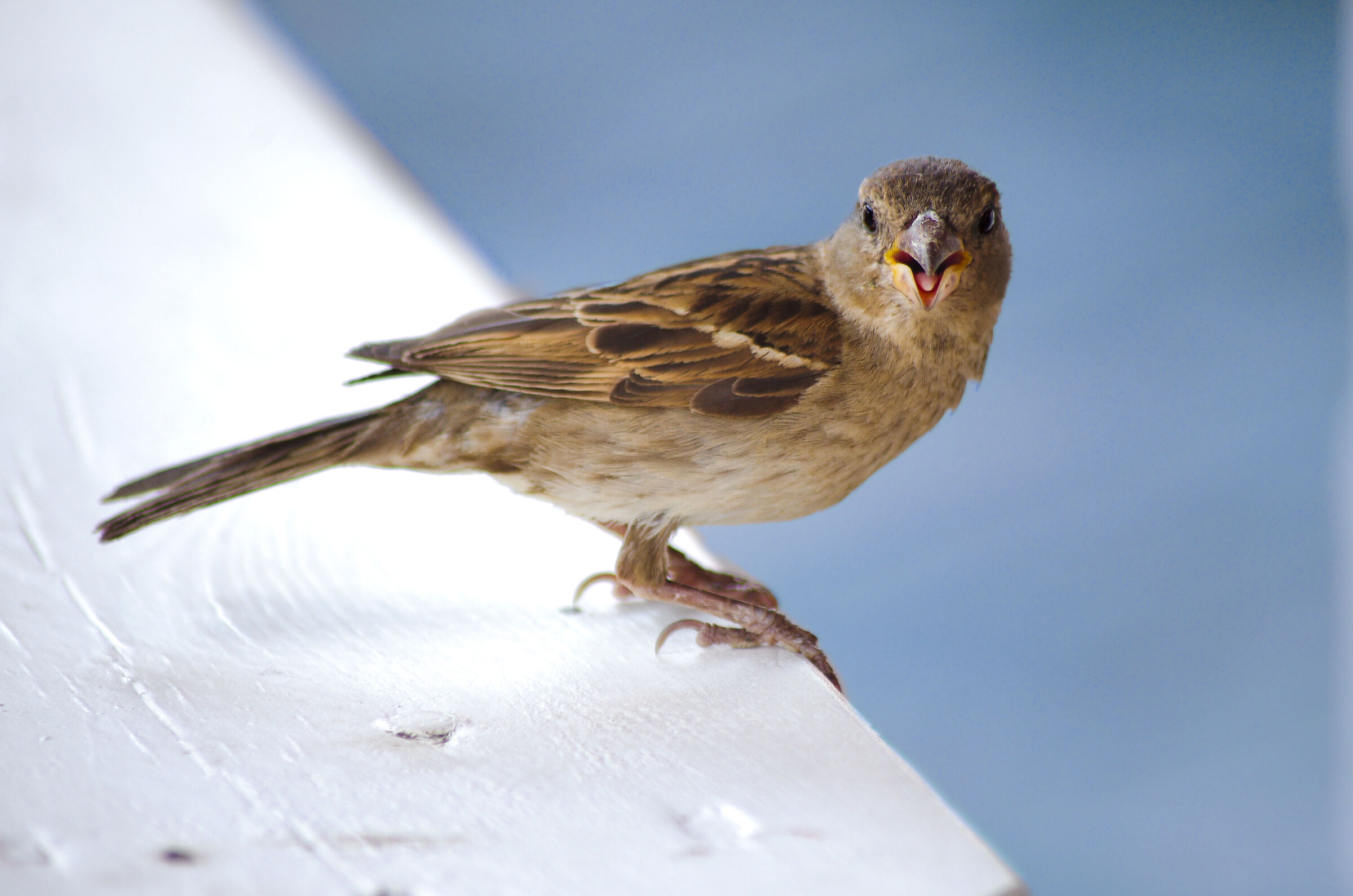 Female Italian Sparrow