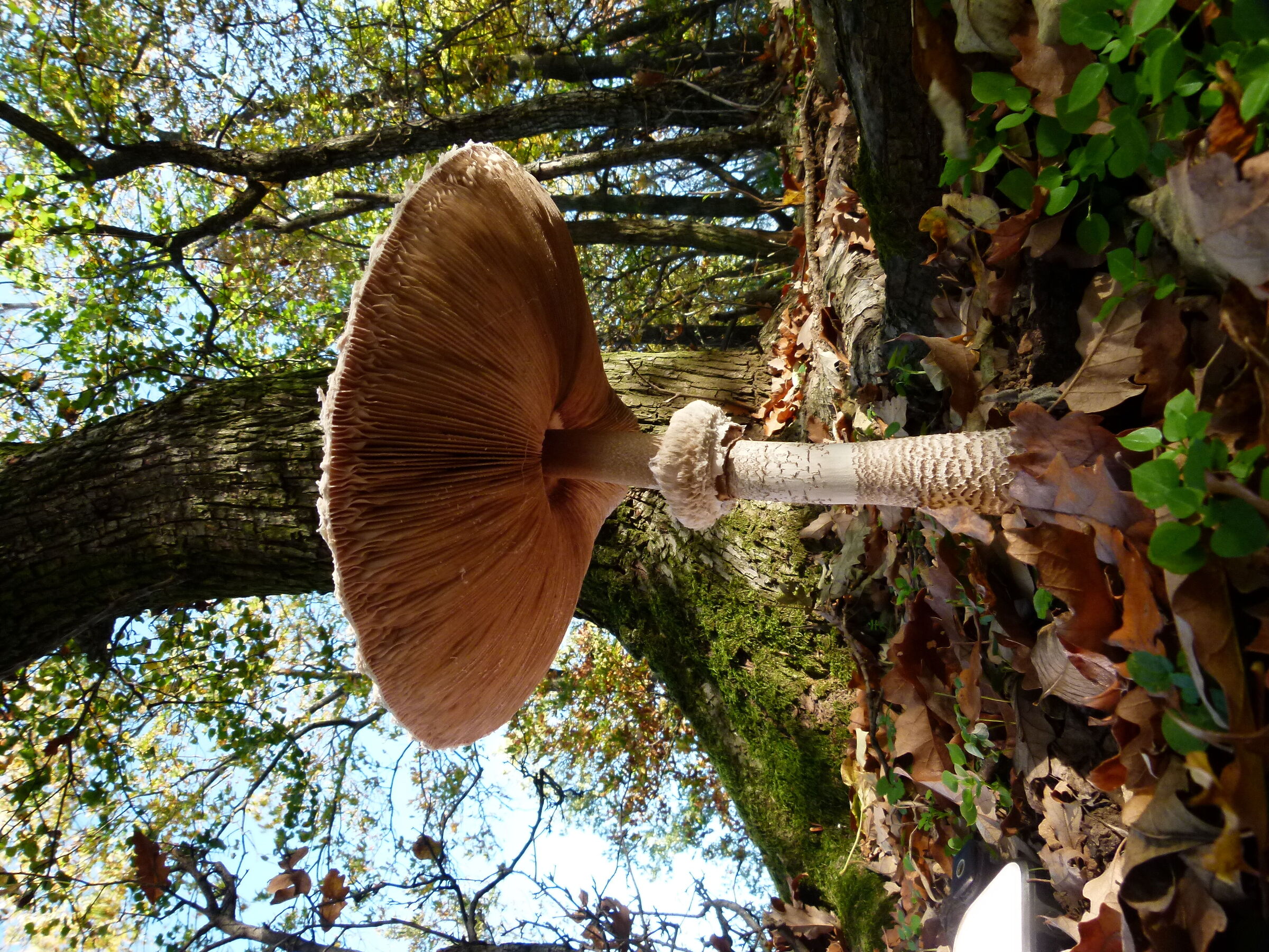 encounter with the giant mushroom
