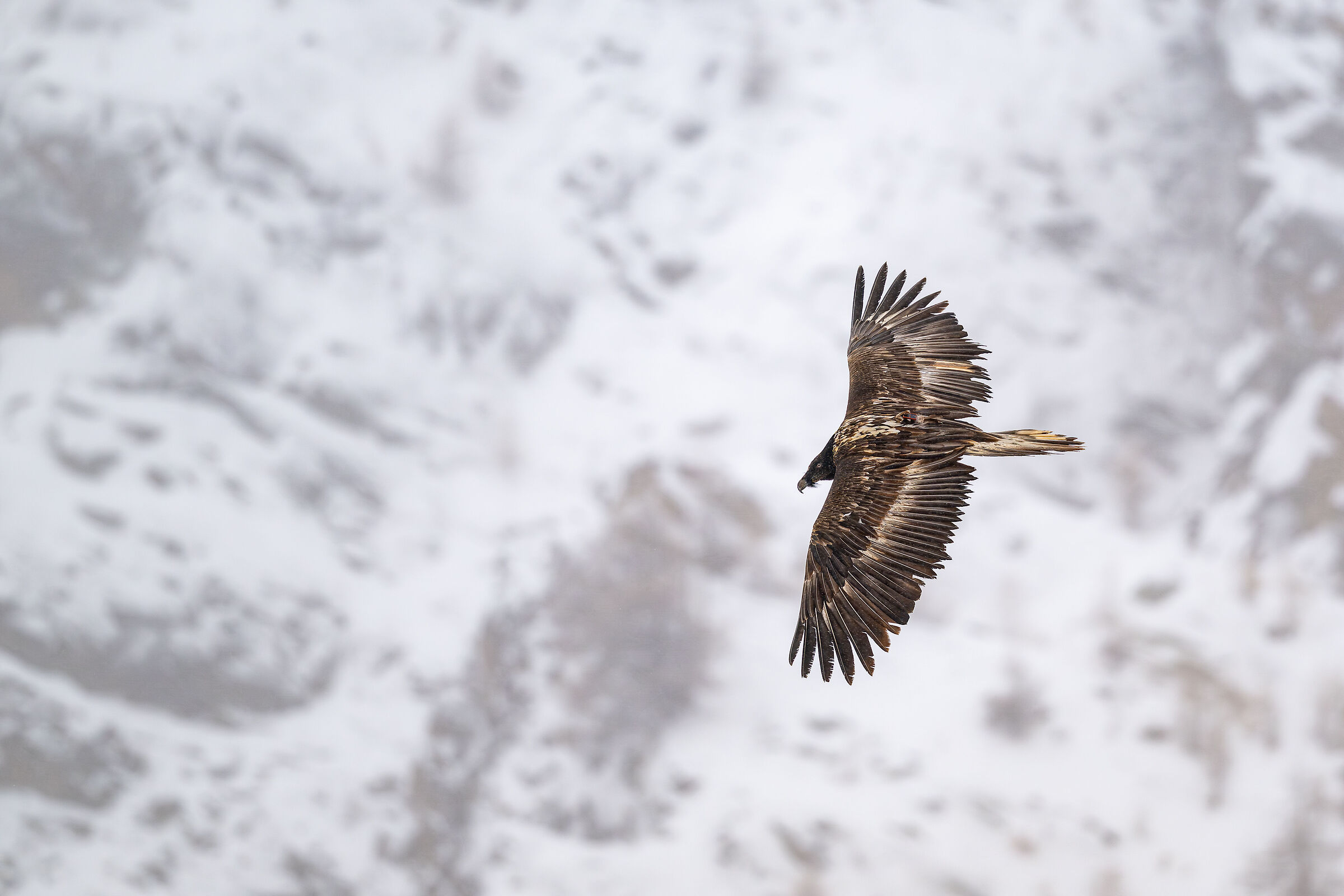 Immature bearded vulture