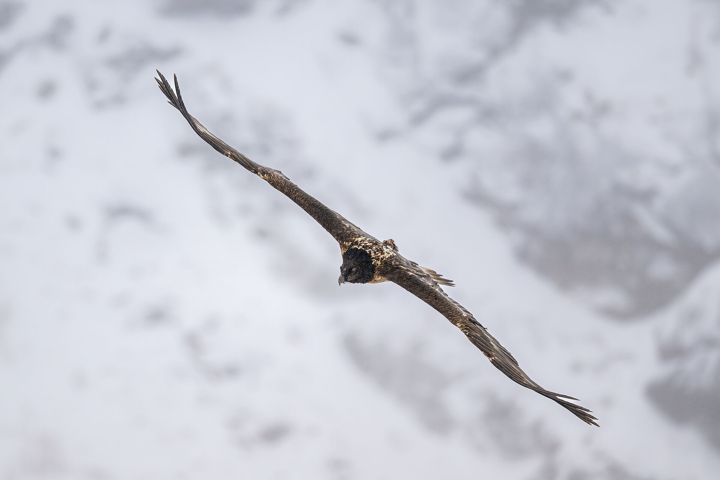 Immature bearded vulture