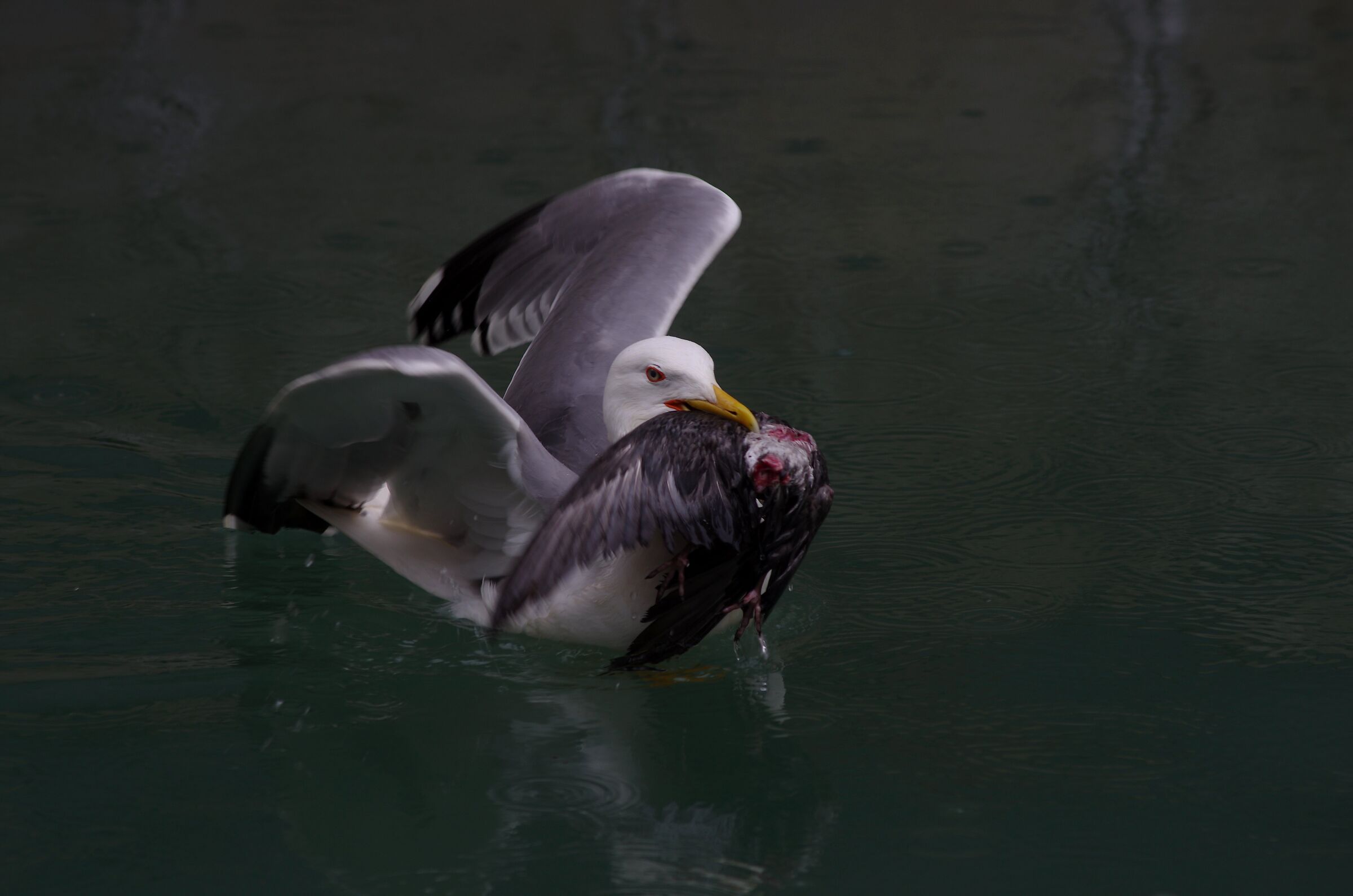 Gabbiano che preda Piccione