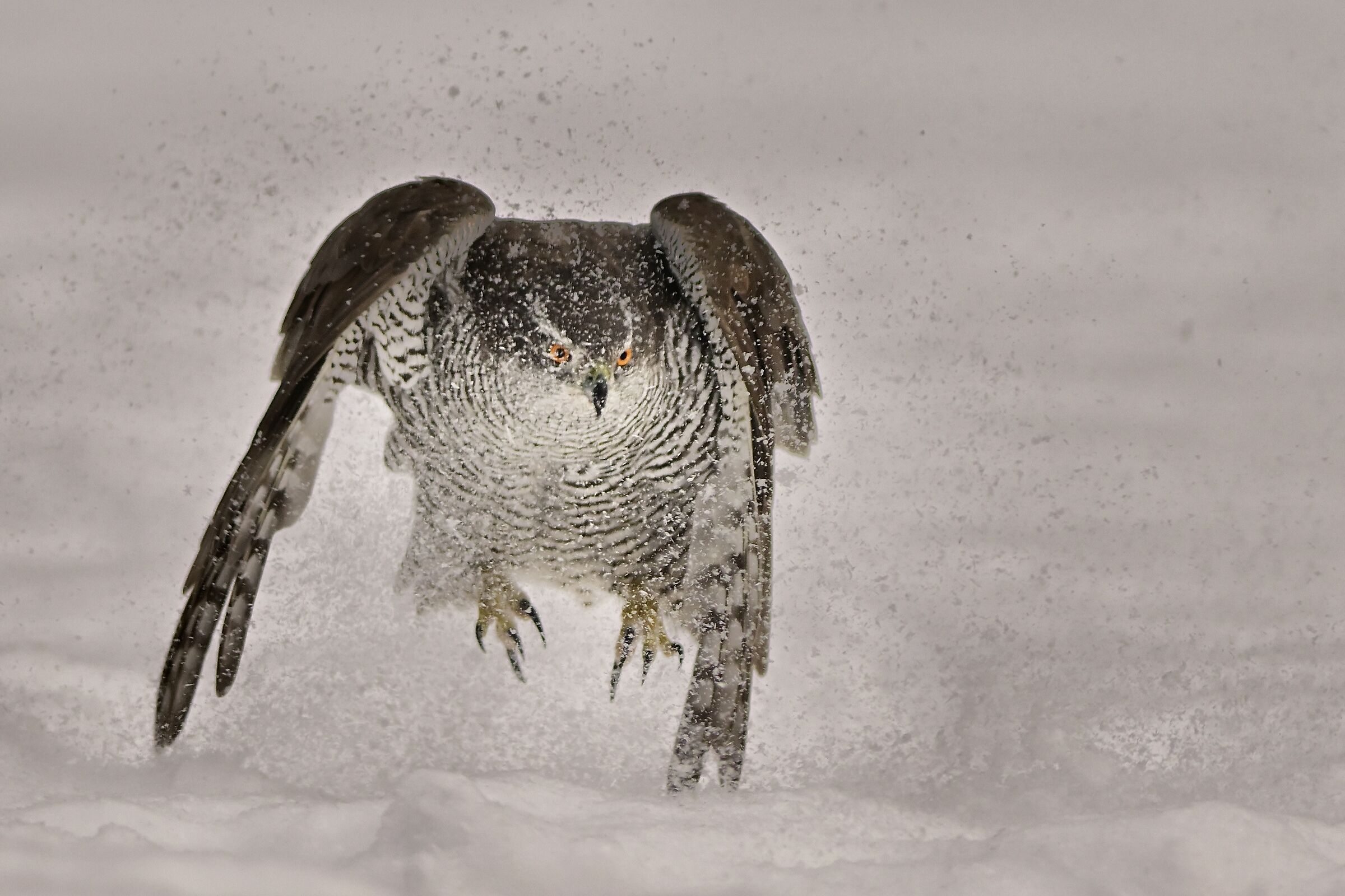 Here comes the goshawk