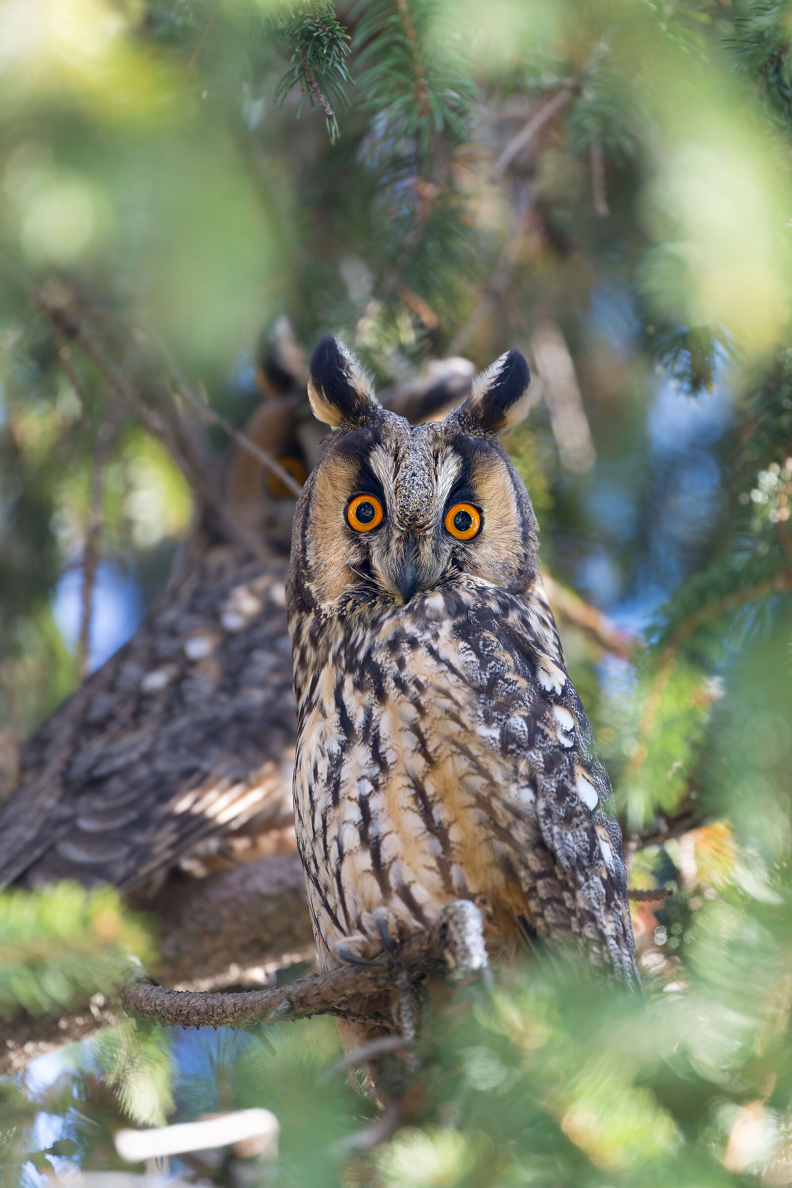 Gufo Comune ( Asio otus )