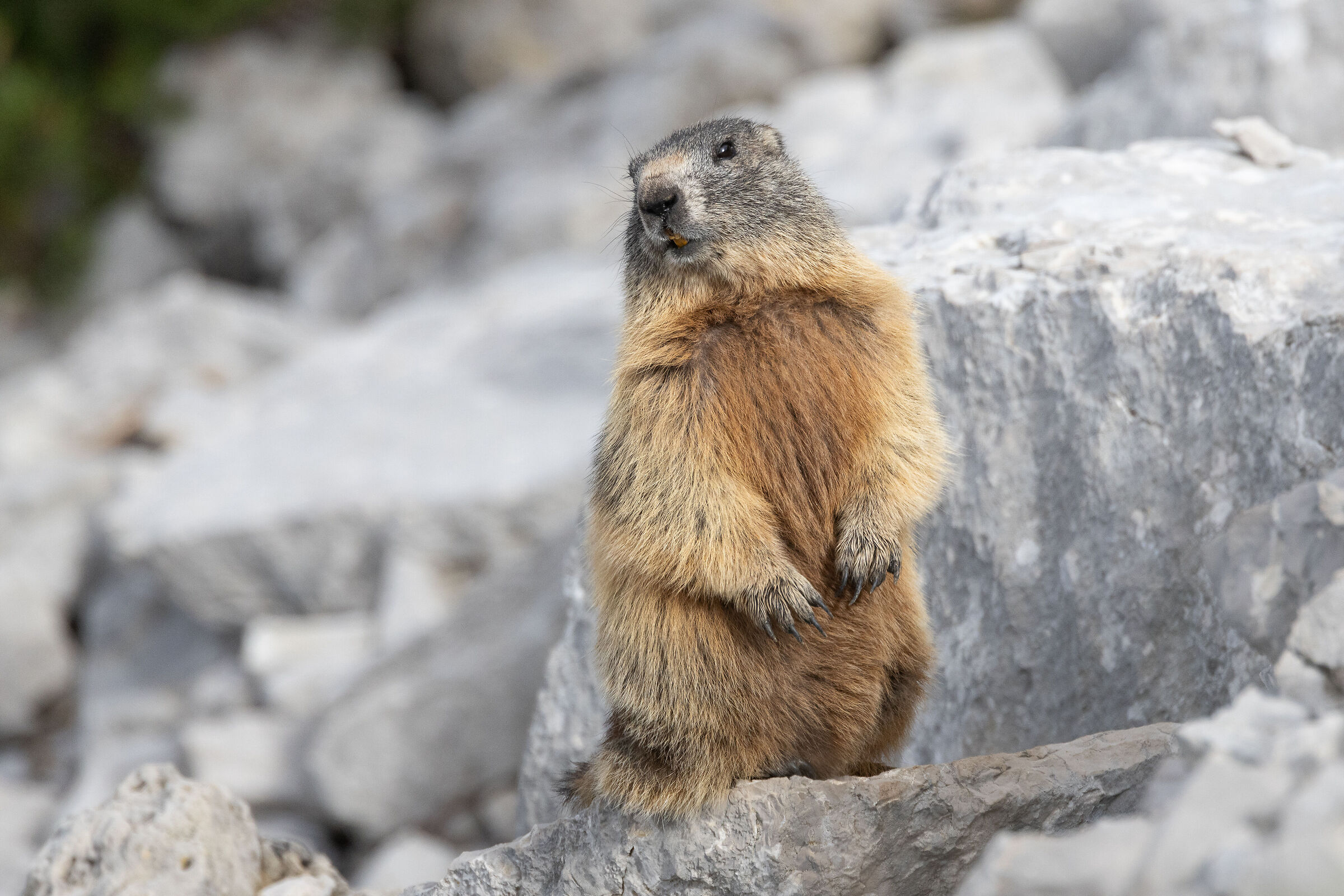 Marmotta