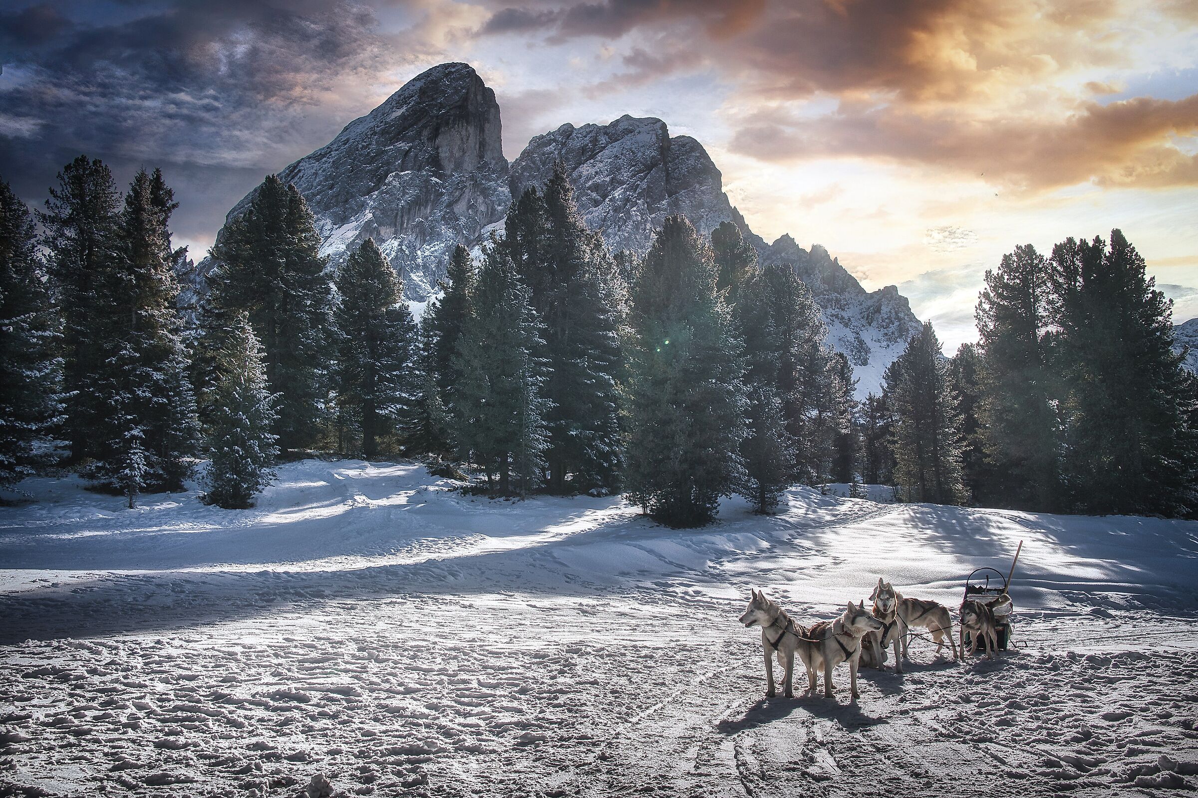 Husky at Sass de Putia