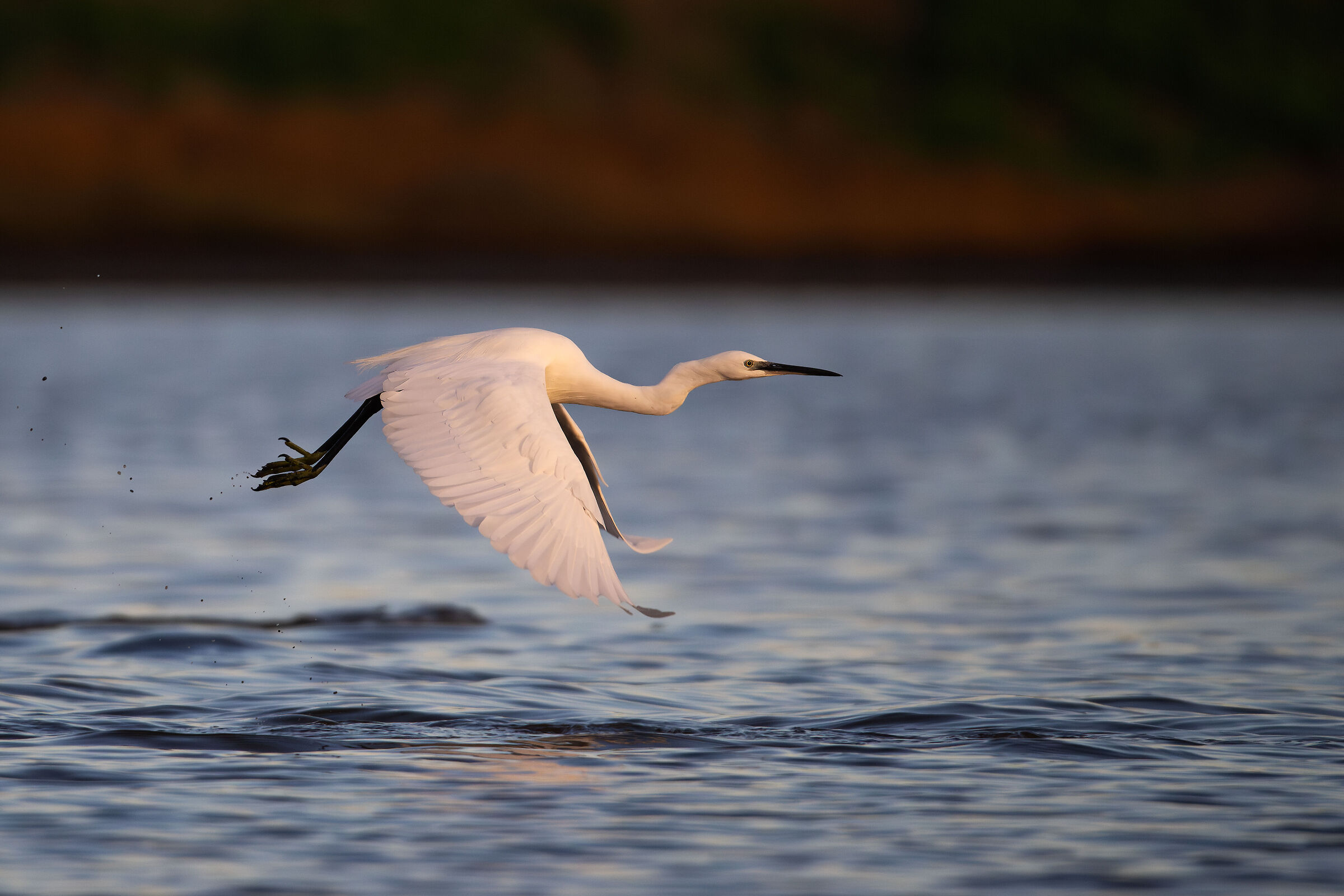 Little Egret
