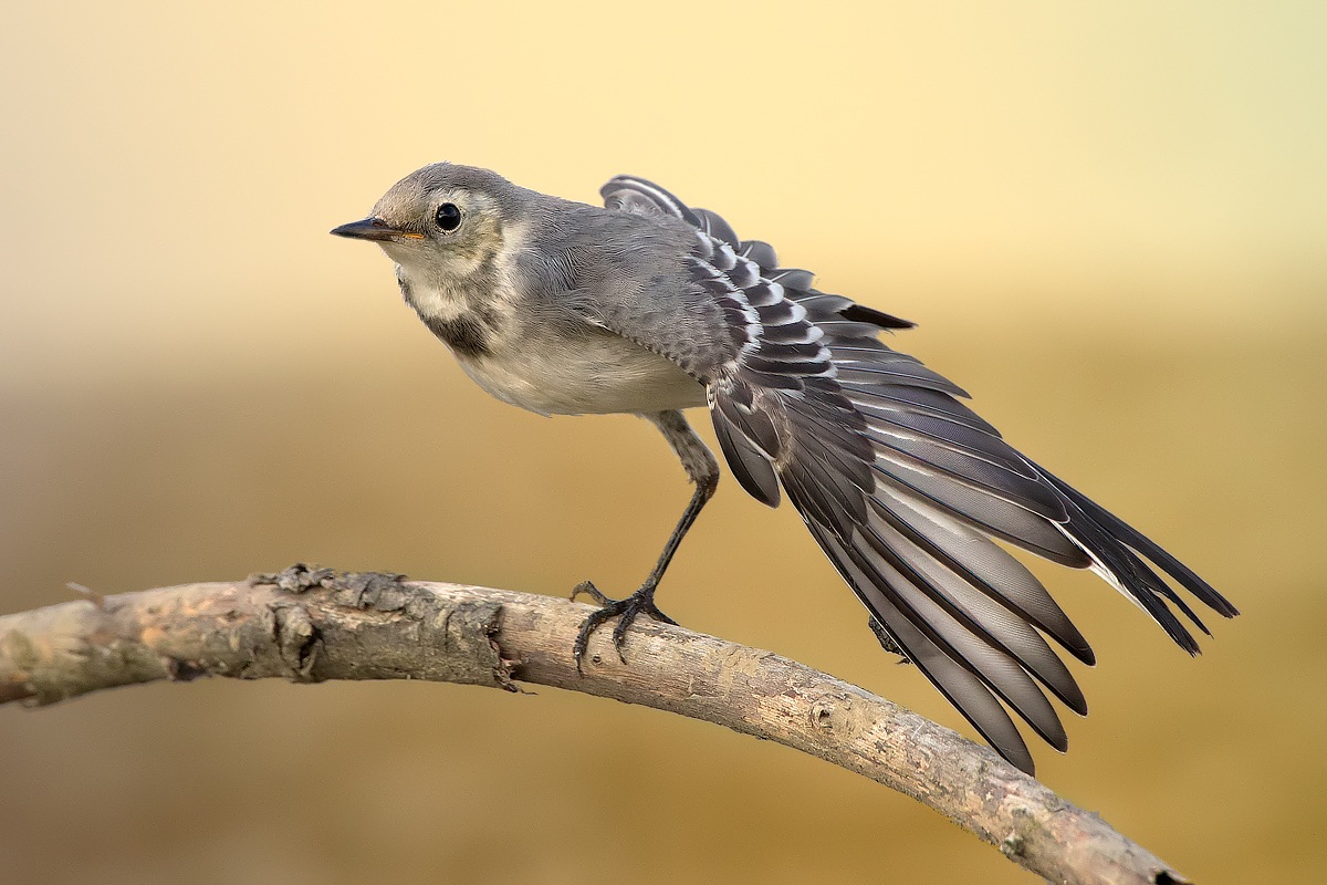 Wing straytchin 'II °