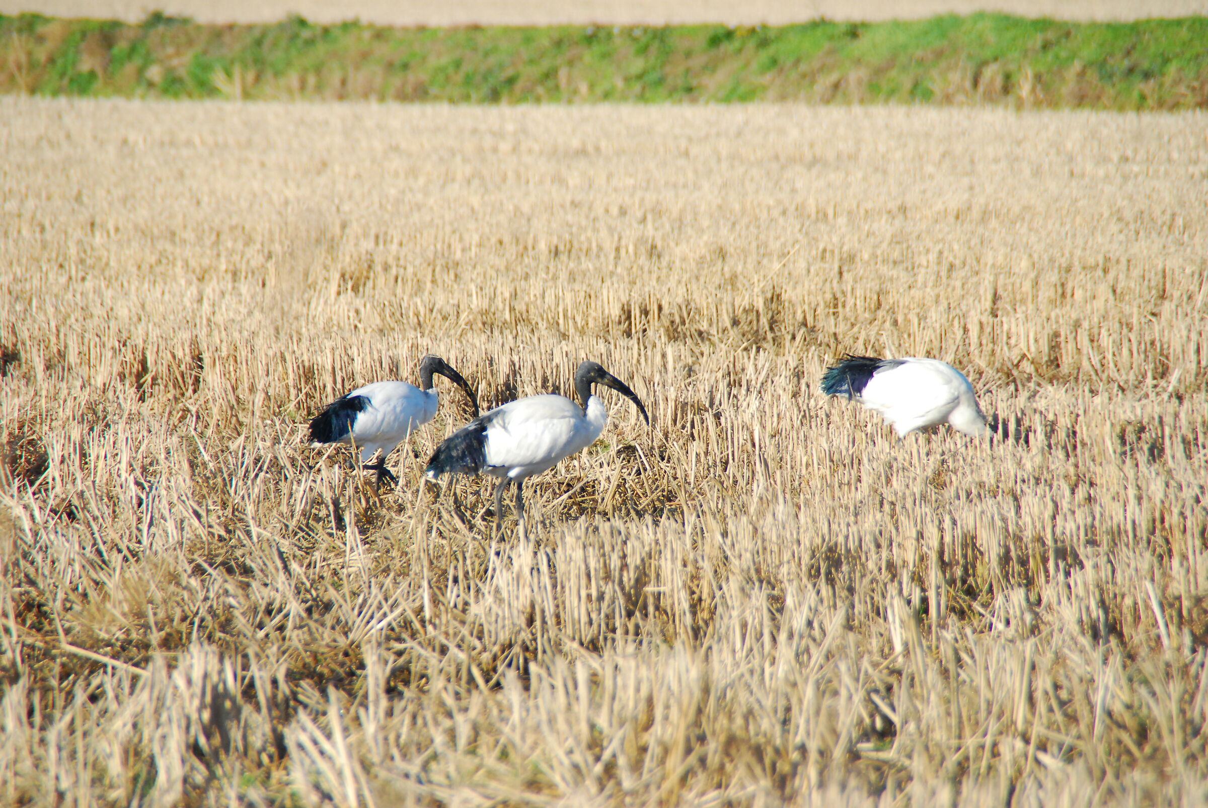 Ibis ormai stanziali