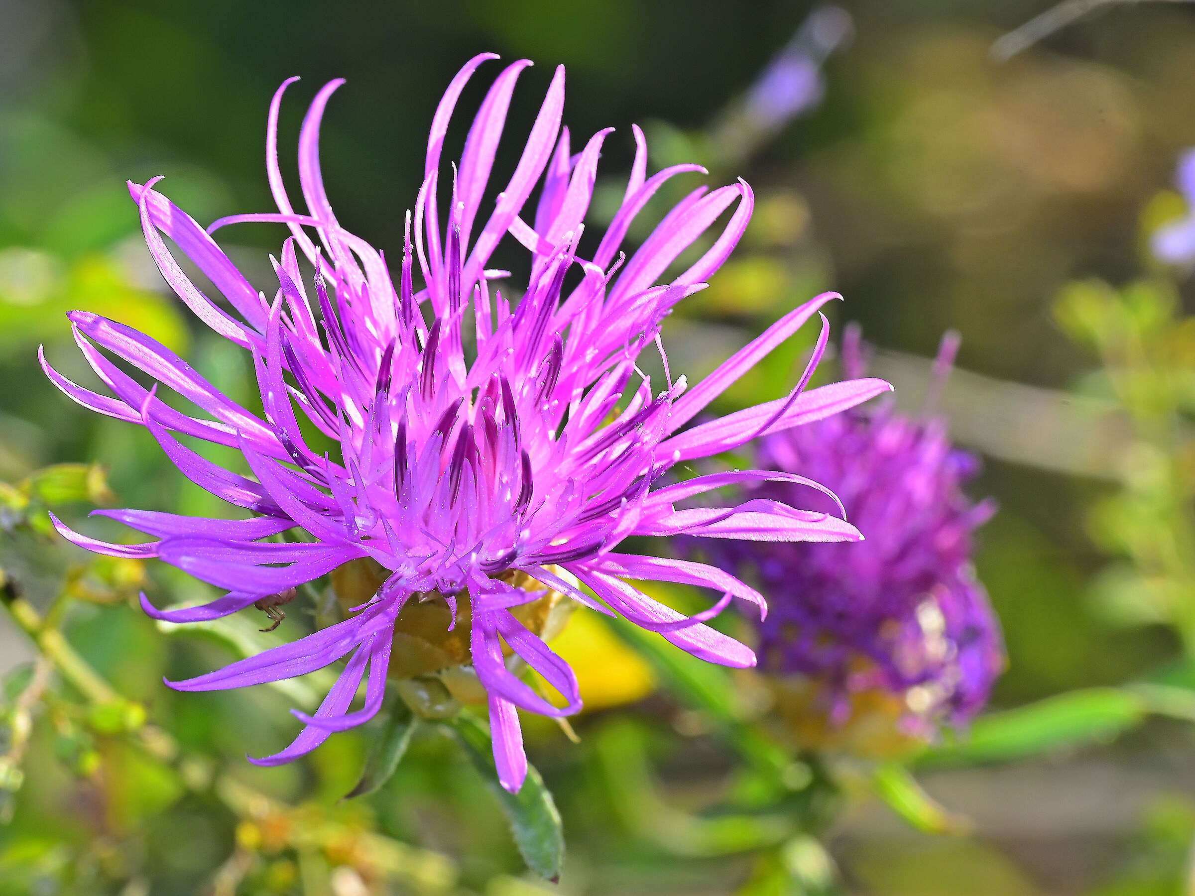 Cornflower Wick