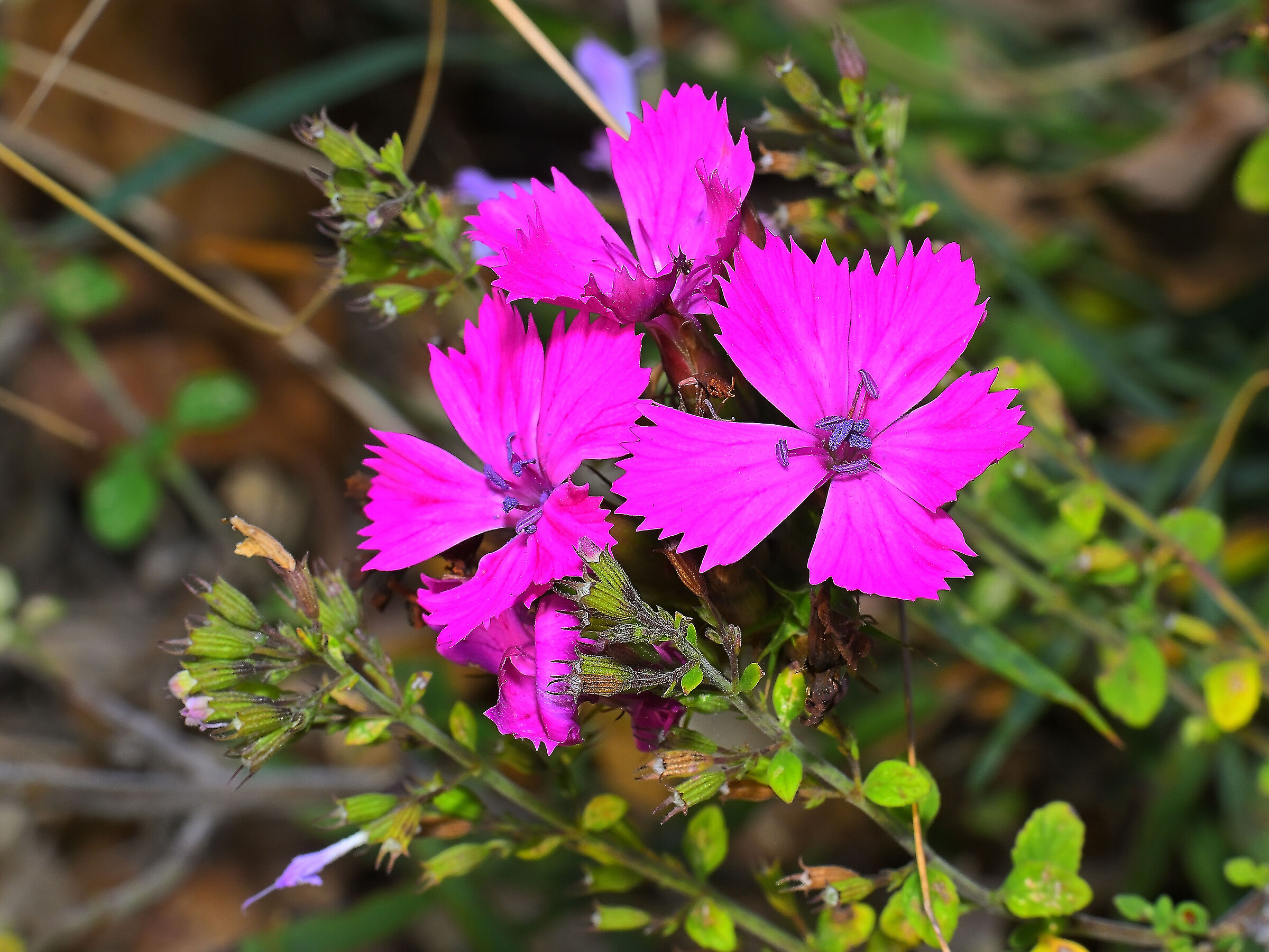 Carthusian Carnation