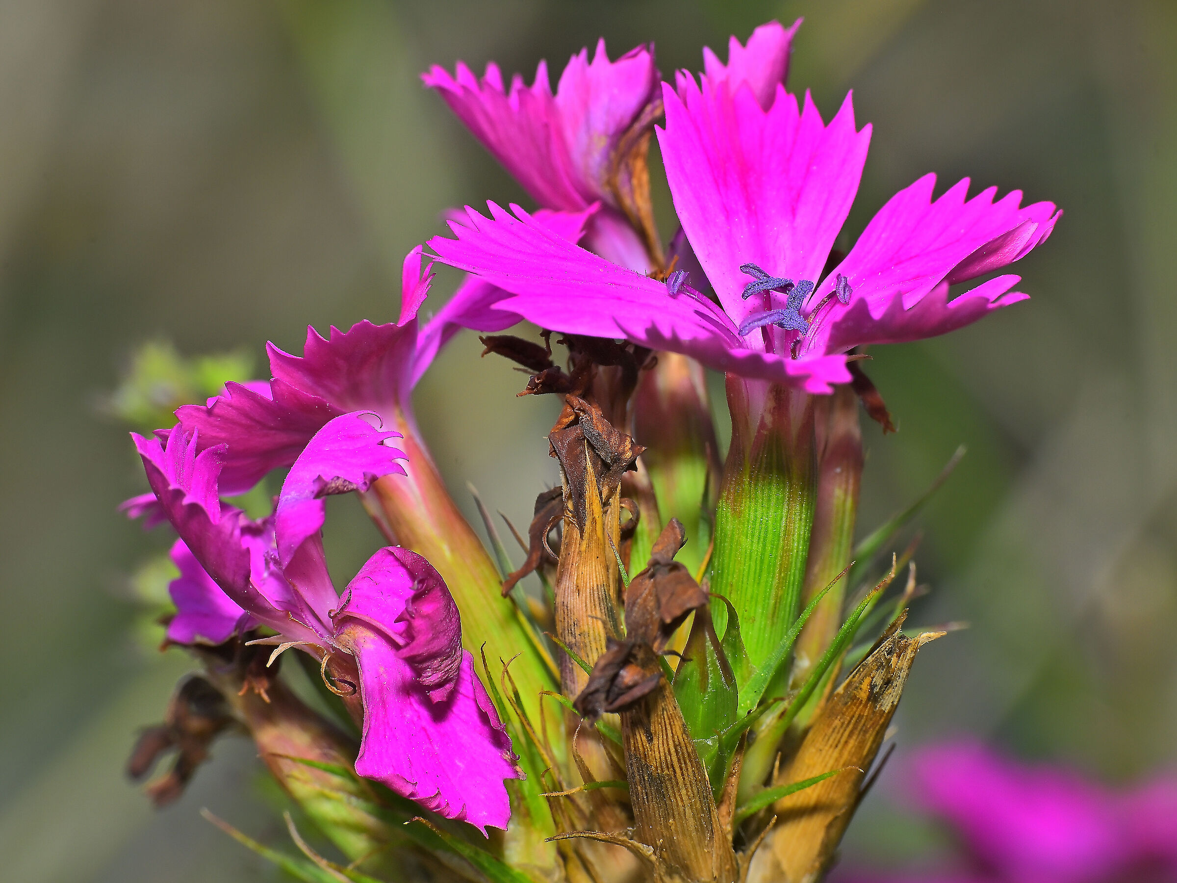 Carthusian Carnation