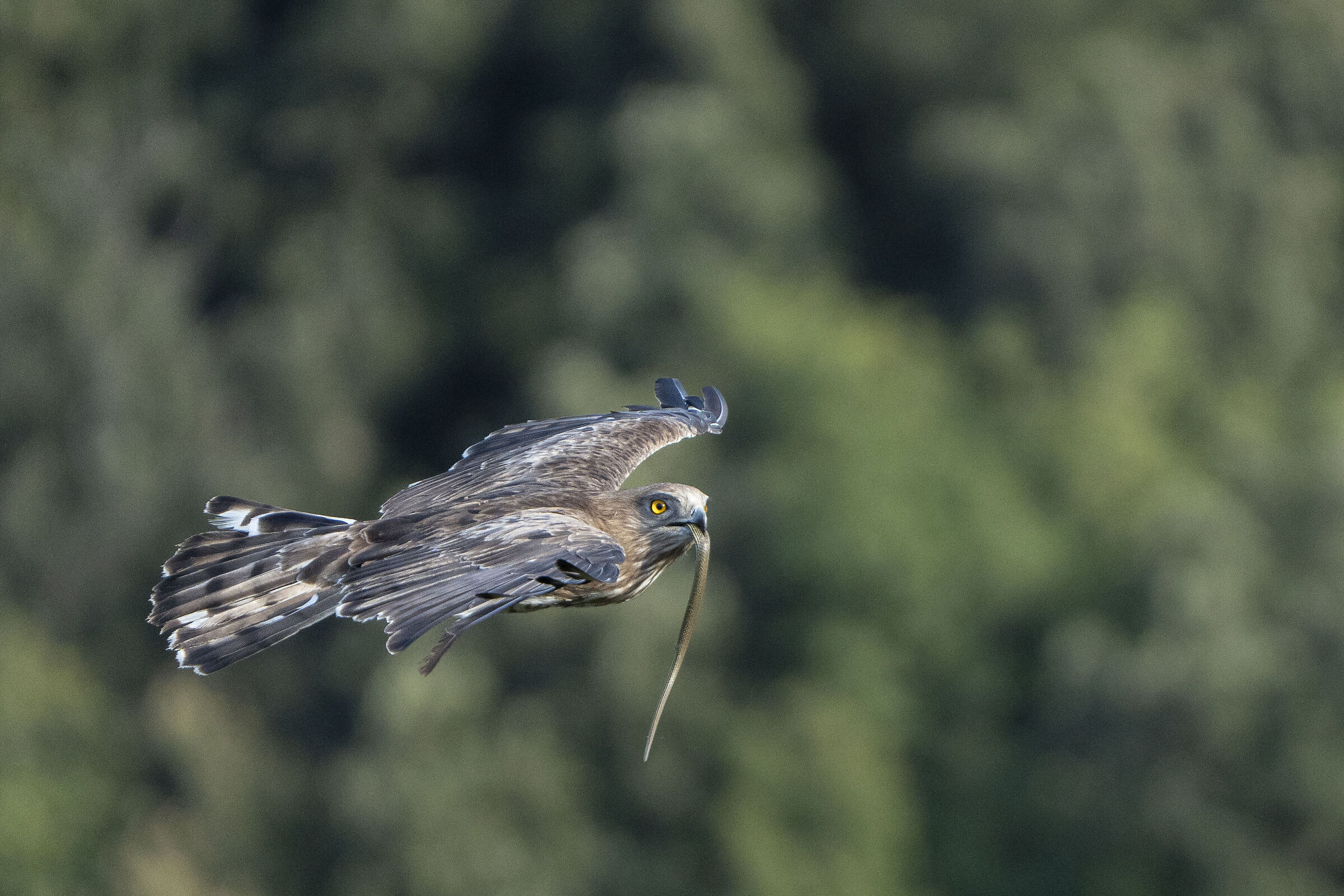Short-toed Eagle with Prey