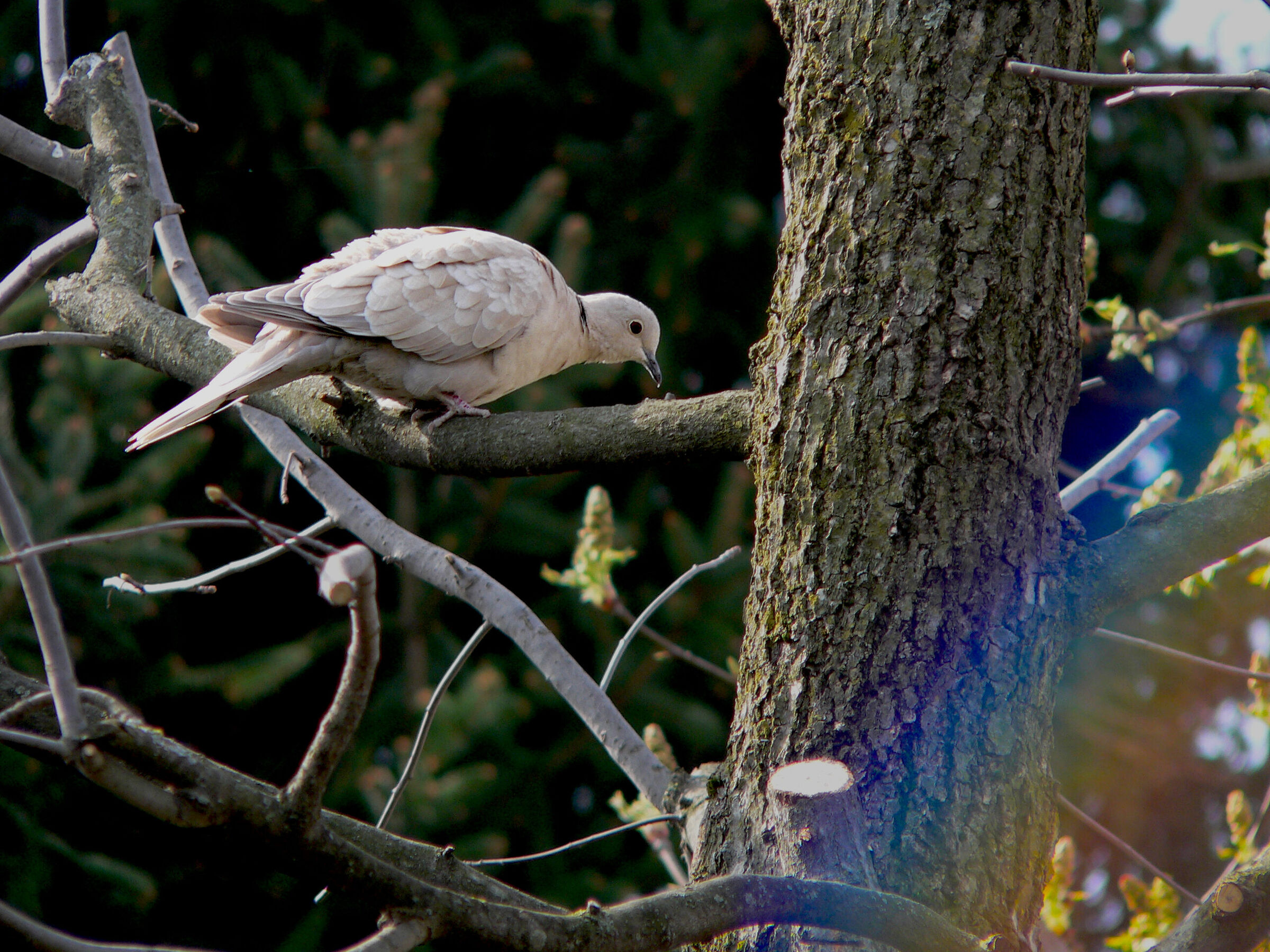 Tortora e Arcobaleno