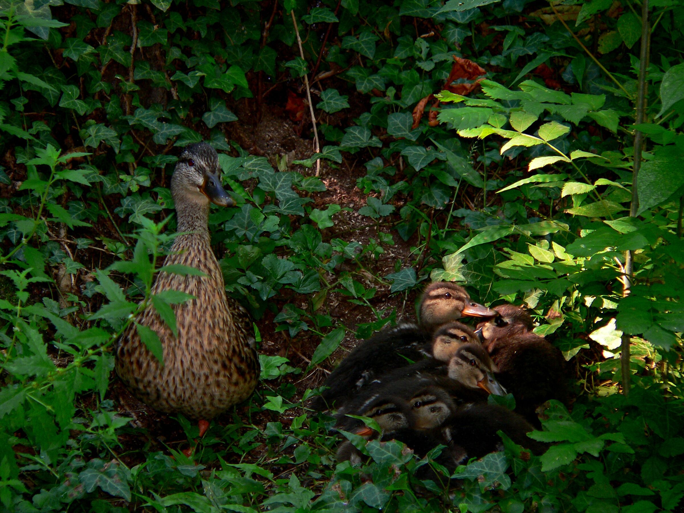 Germano reale a guardia dei piccoli