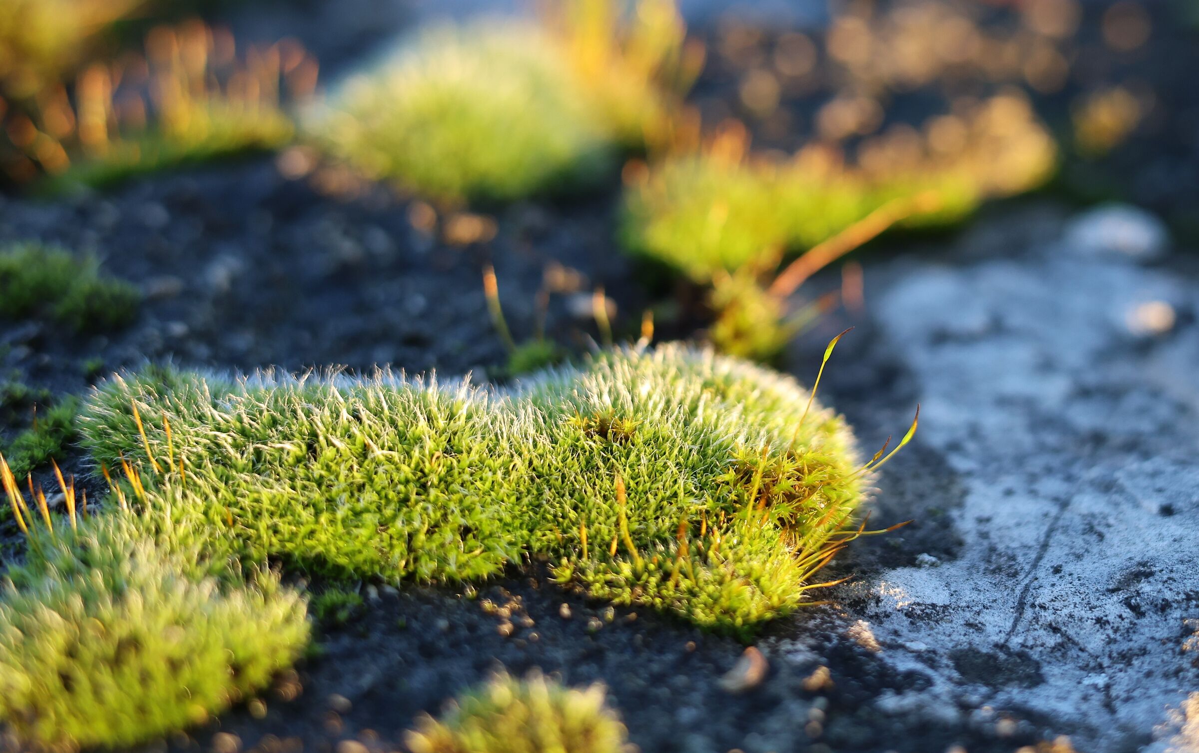 Moss