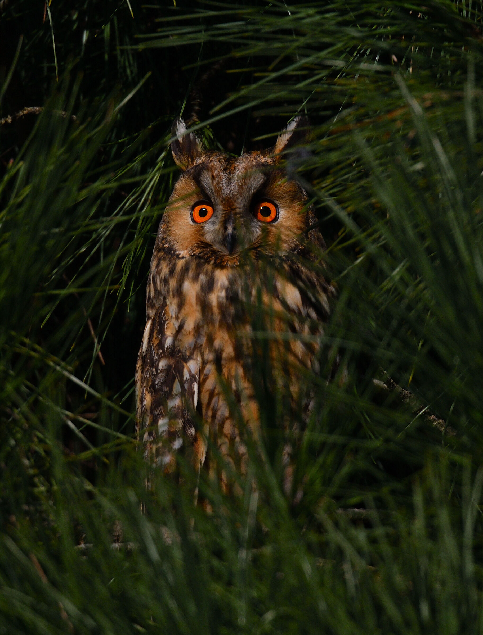 occhi negli occhi...