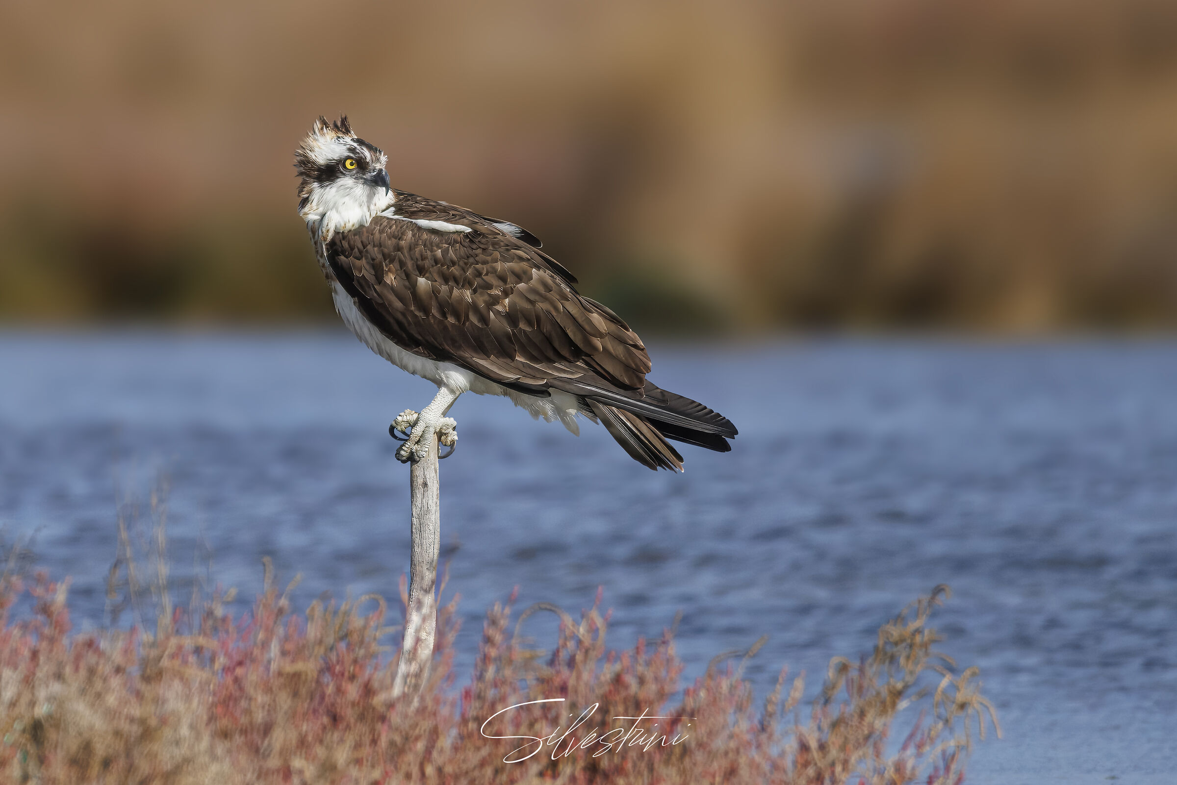 Falco Pescatore