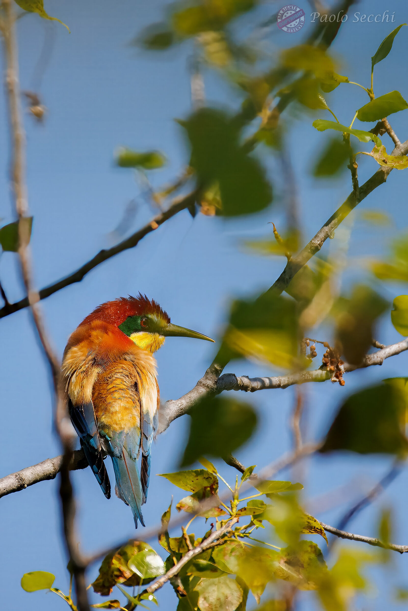 Merops apiaster (Bee-eater)