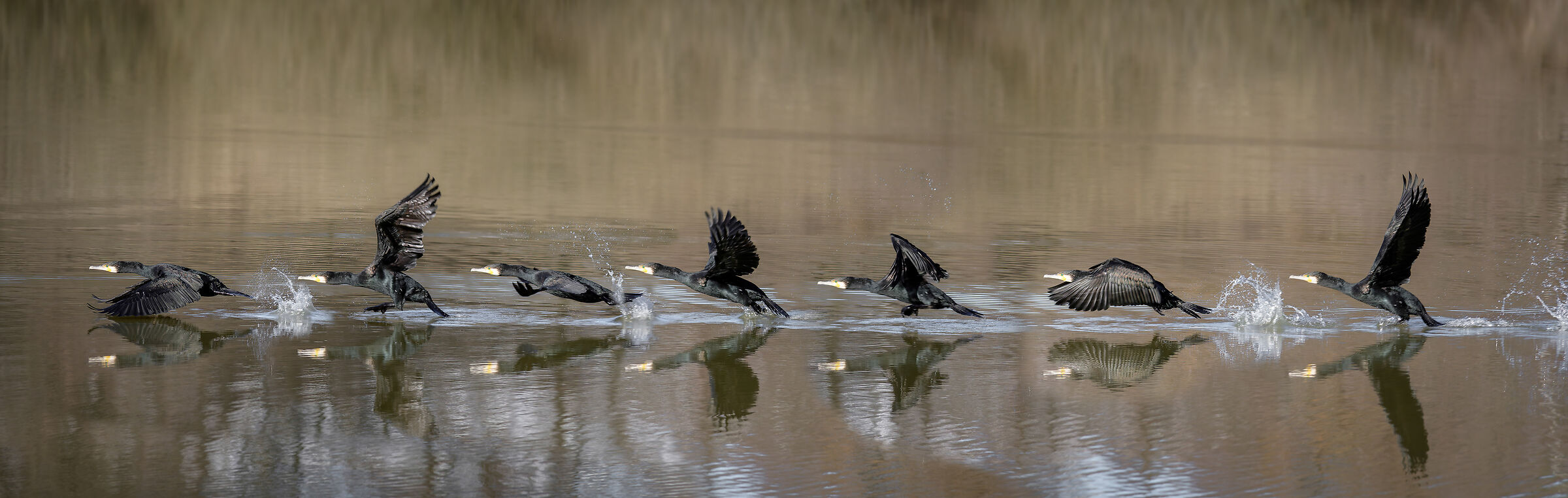Cormorano in partenza