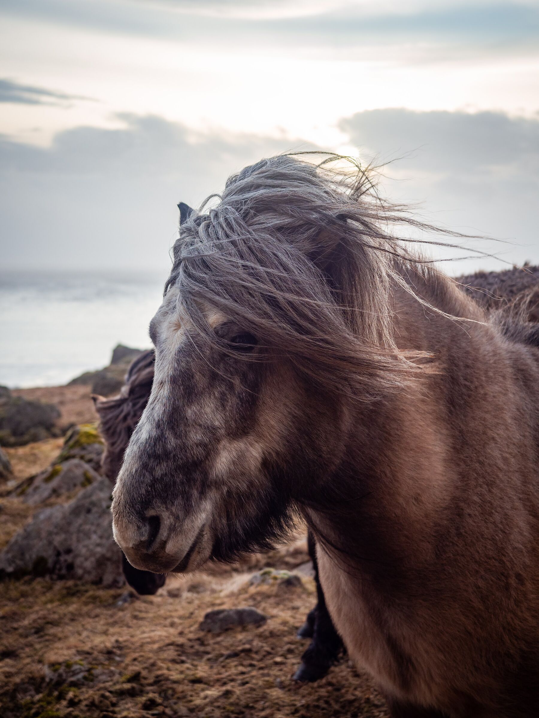 Combed horse