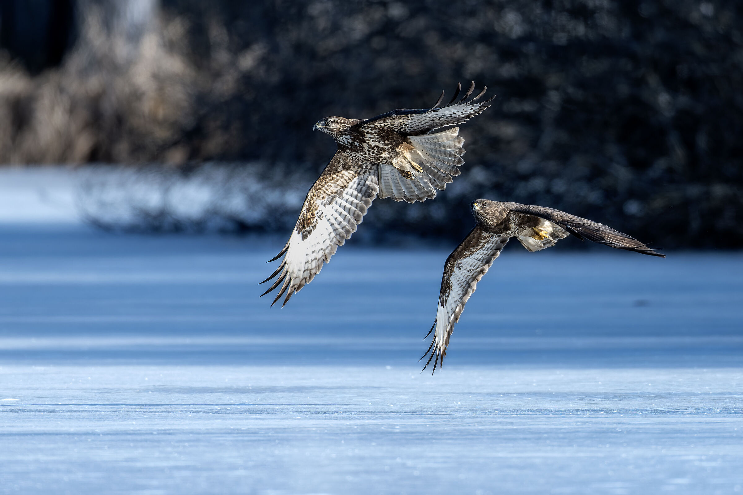 Poiane in volo sulla palude ghiacciata
