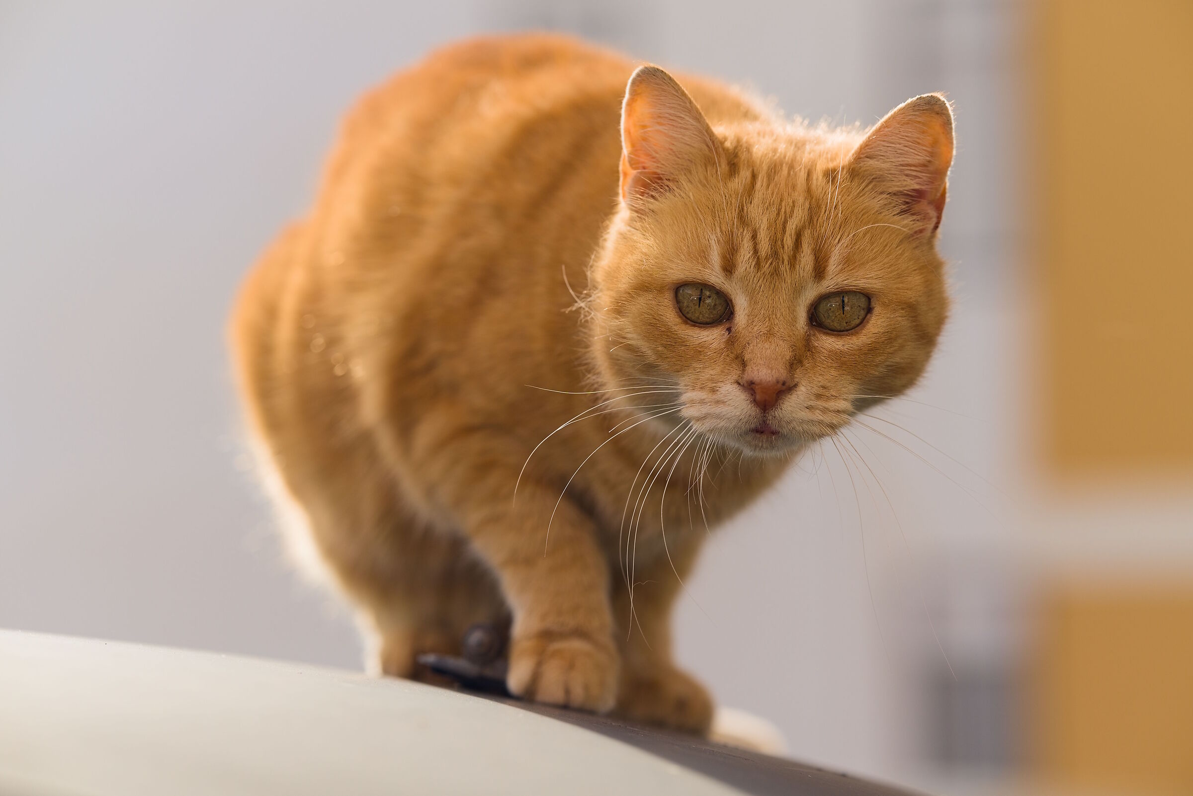 I Gatti del quartiere