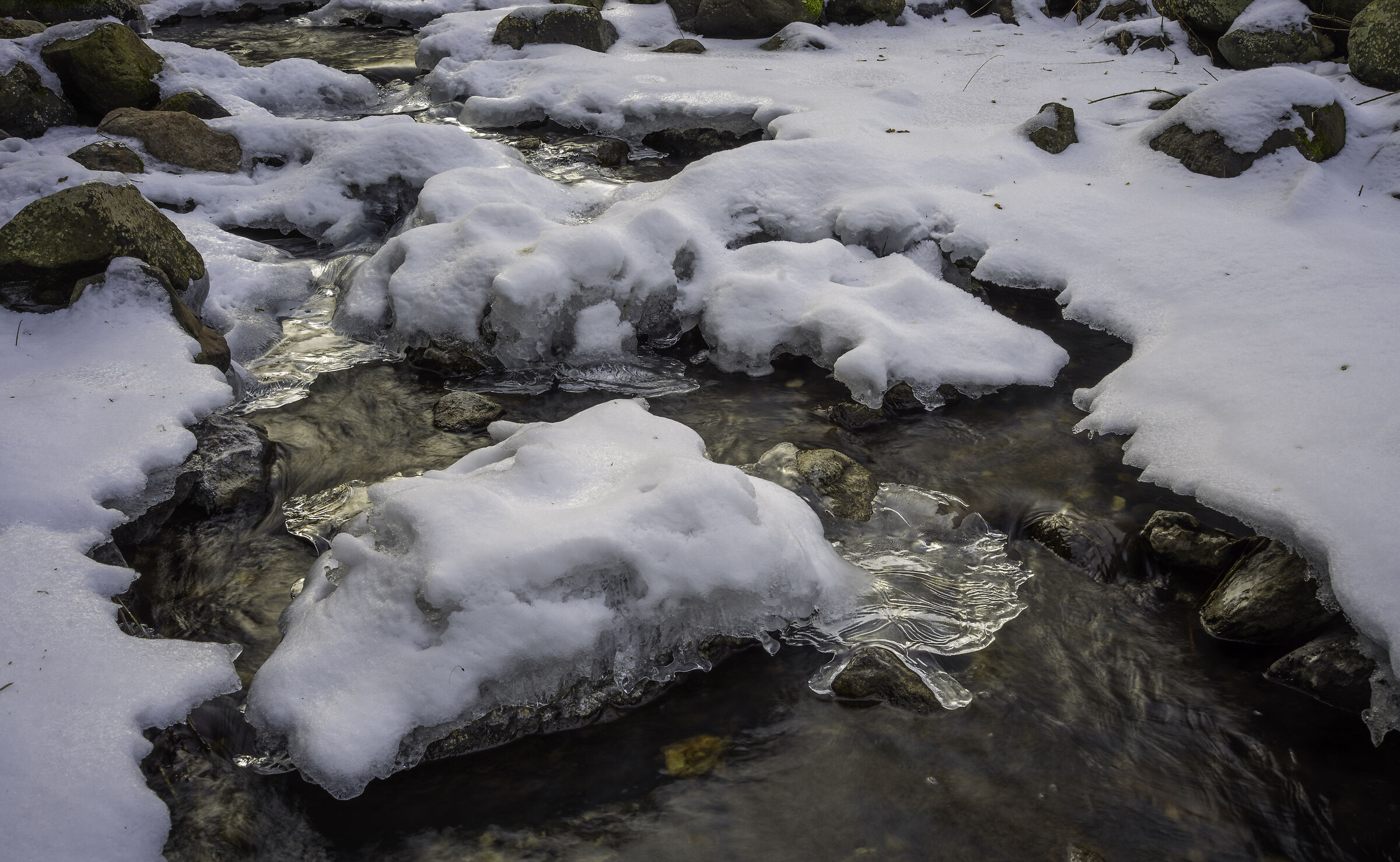 Shimmering frogs and white pom poms