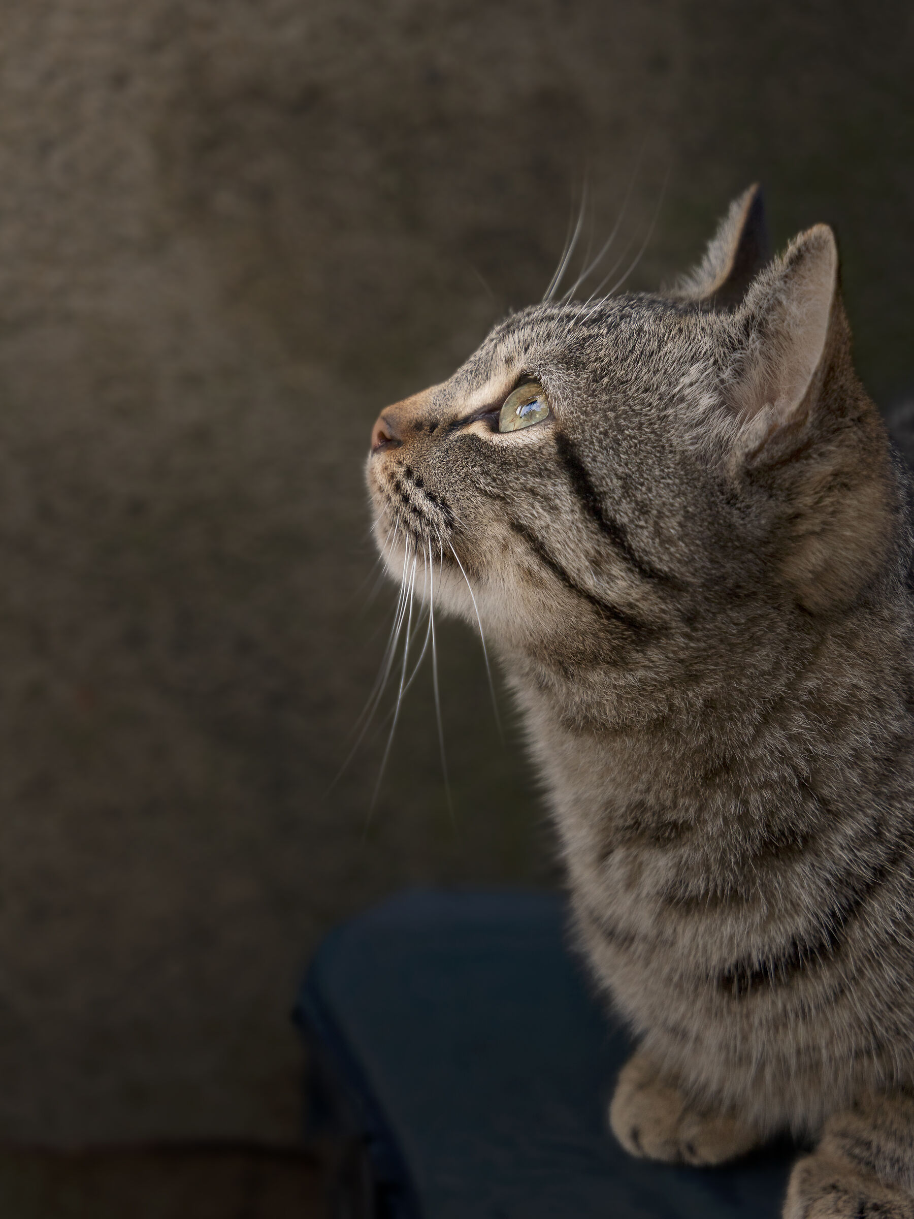 Micio