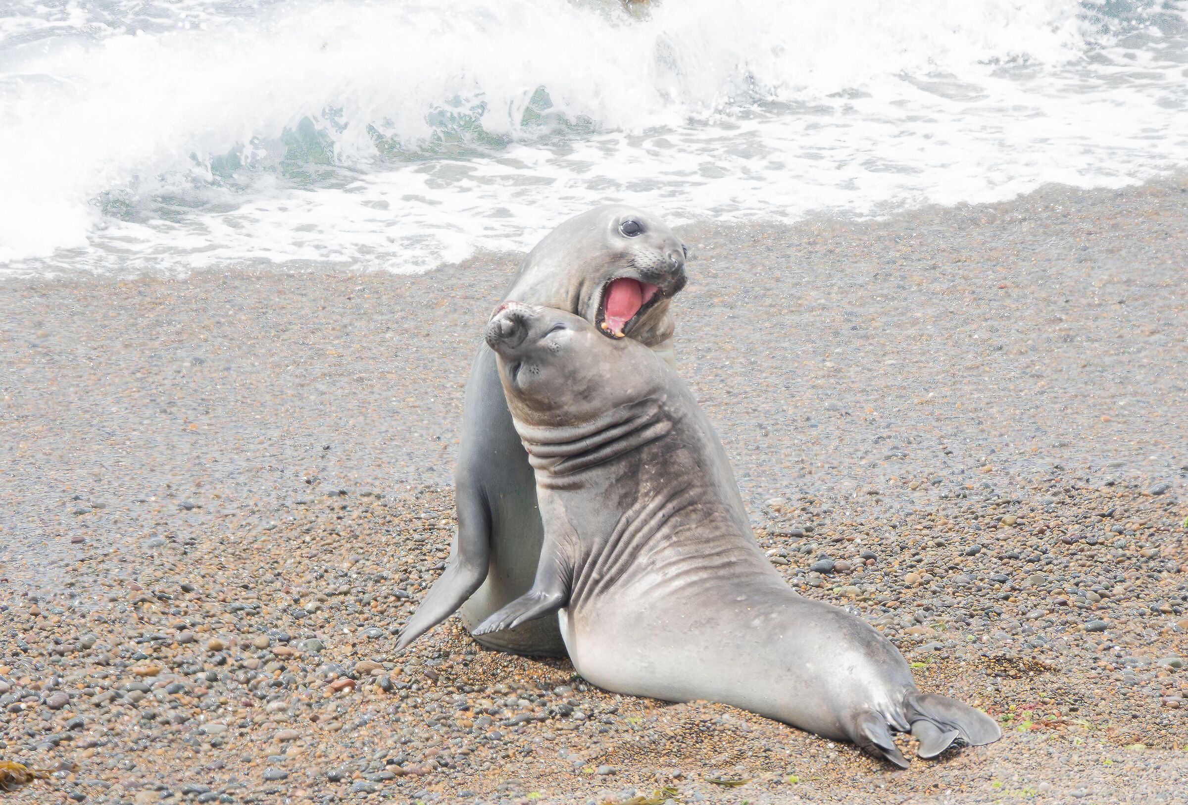 elephant seals