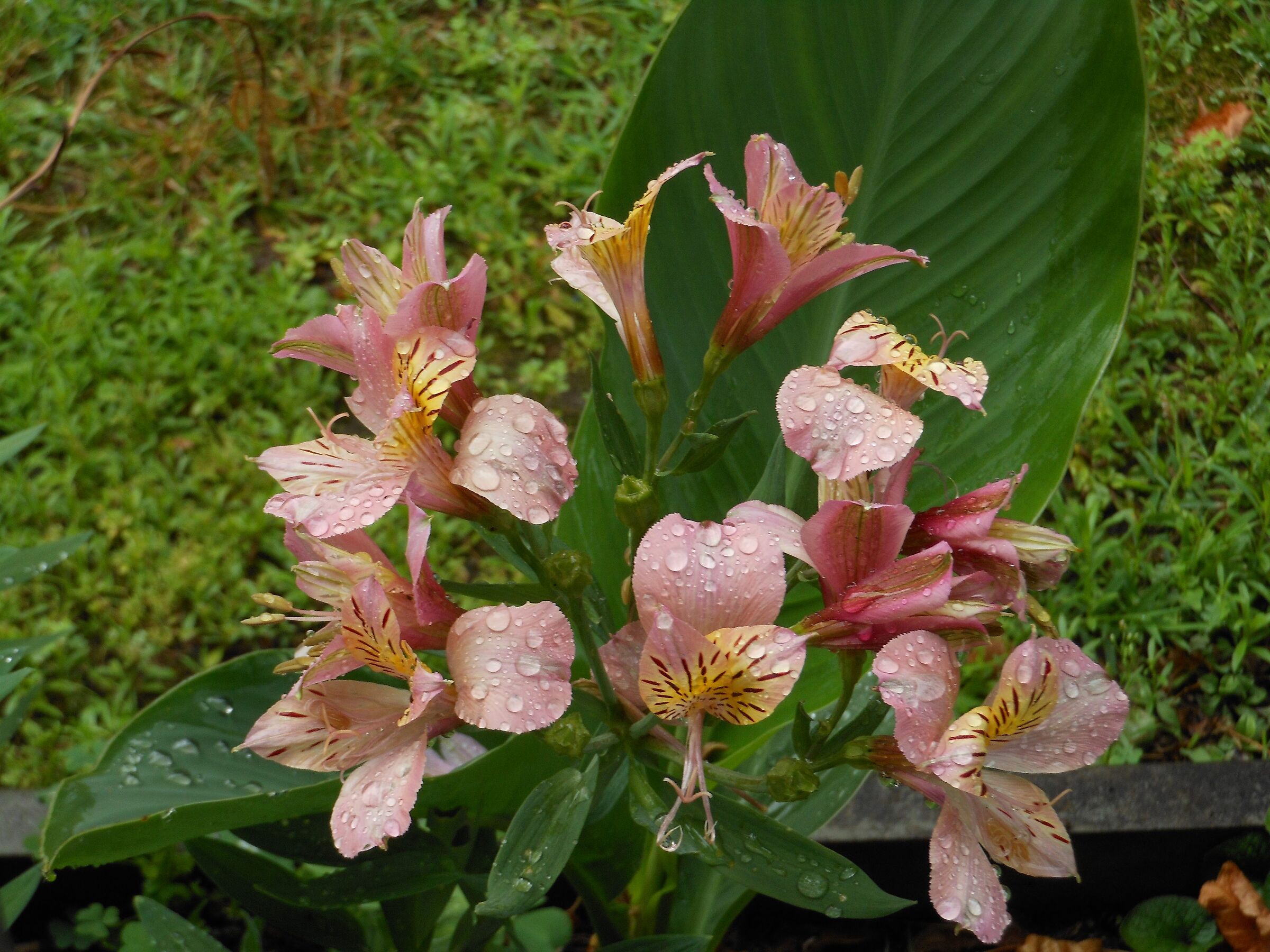 I don't know his name but I like it