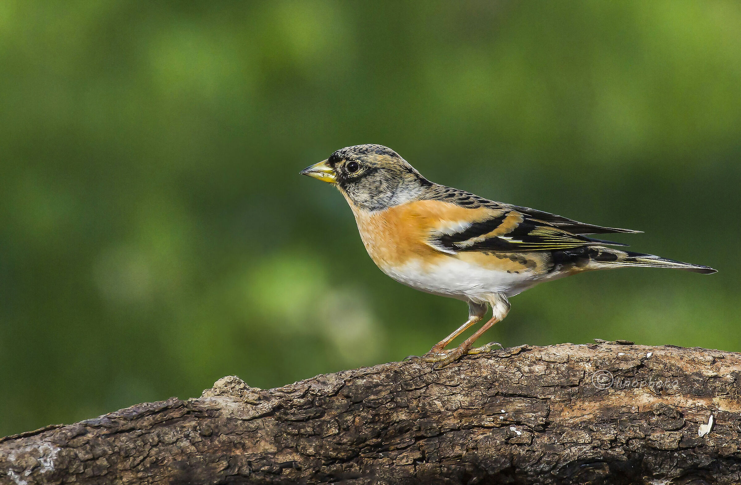 Peppola (Fringilla Montifringilla)