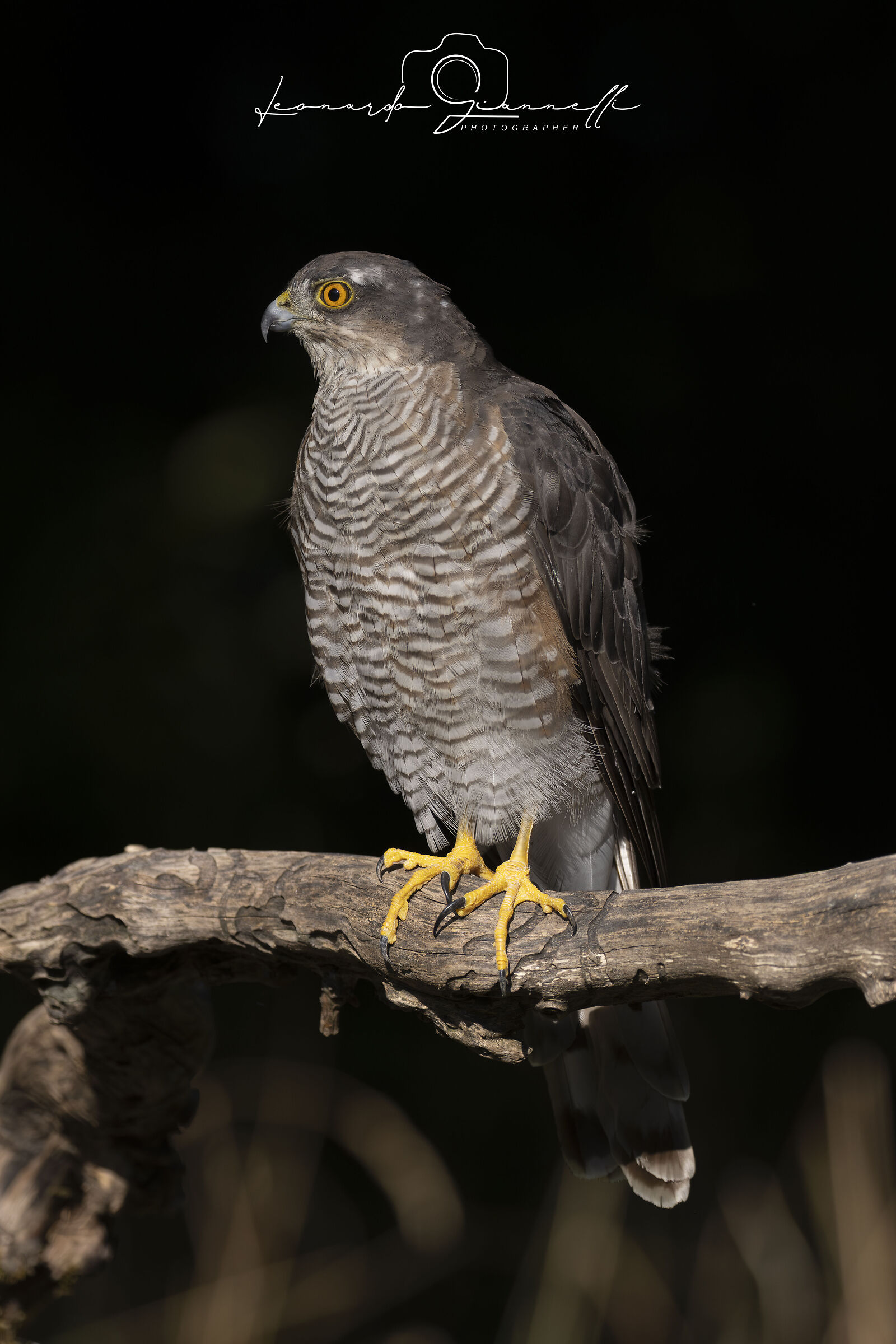 Sparrowhawk (Accipiter nisus)