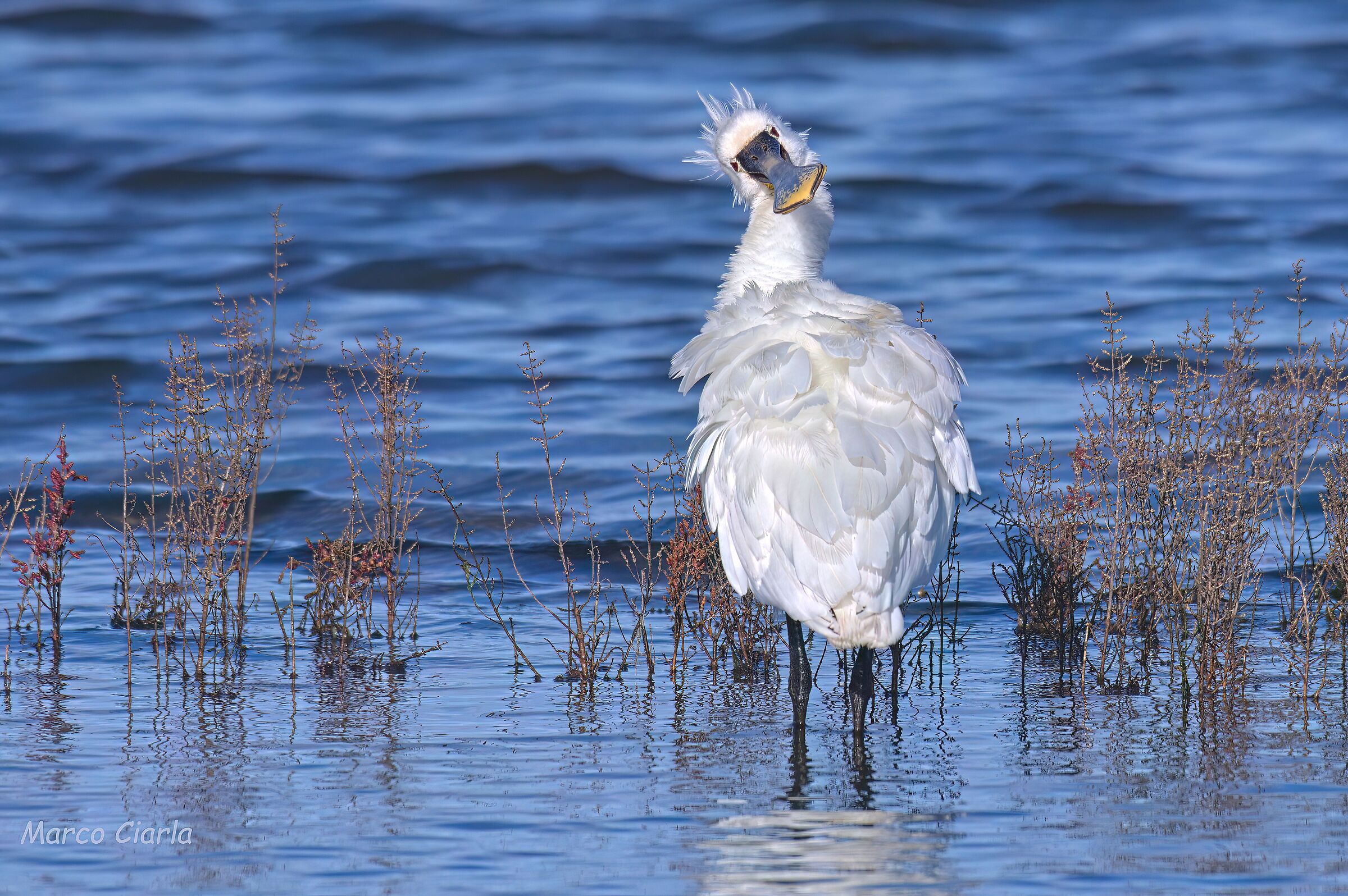 White spoonbill (Platalea leucorodia)
