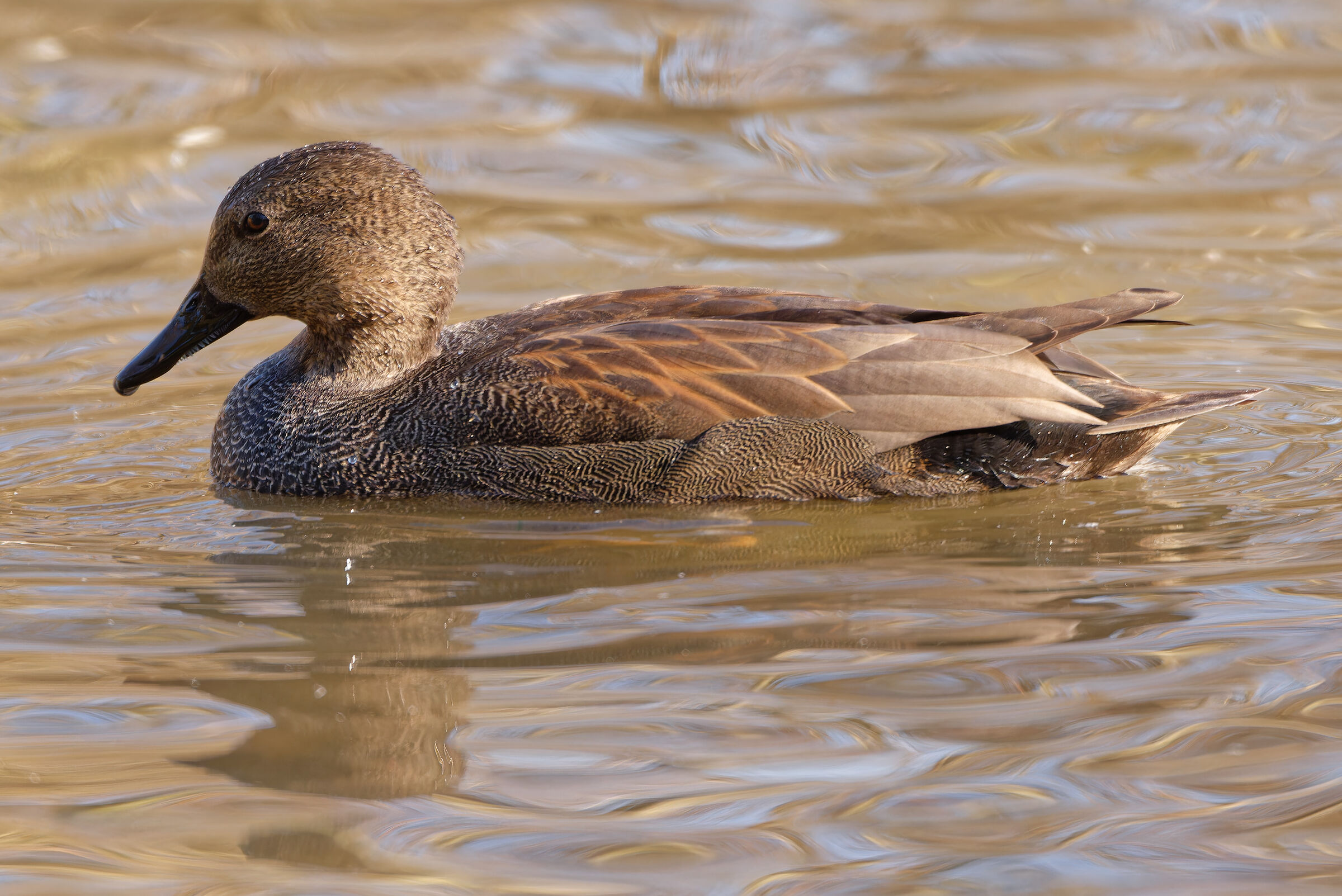Gadwall