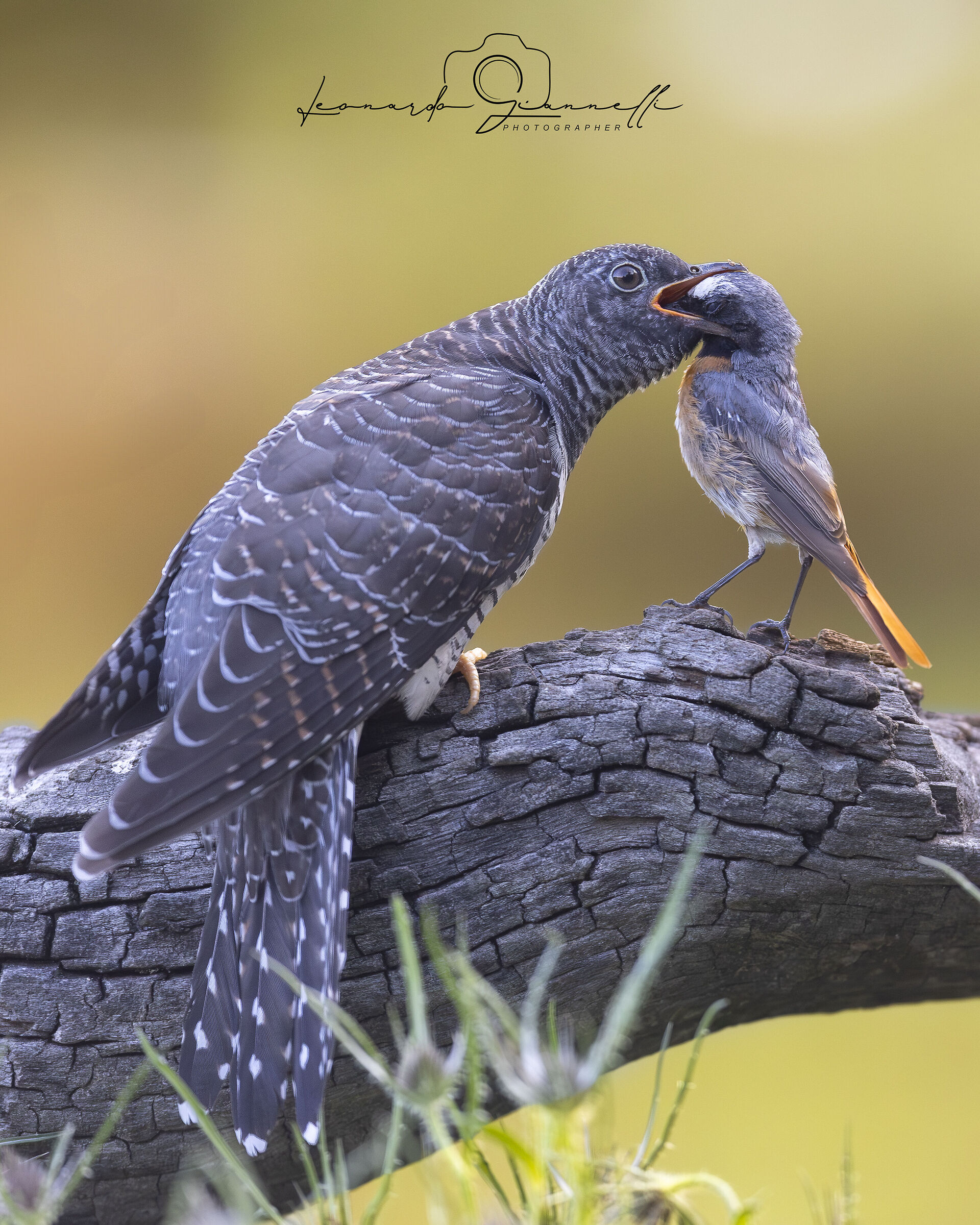 Eurasian cuckoo (Cuculus canorus)