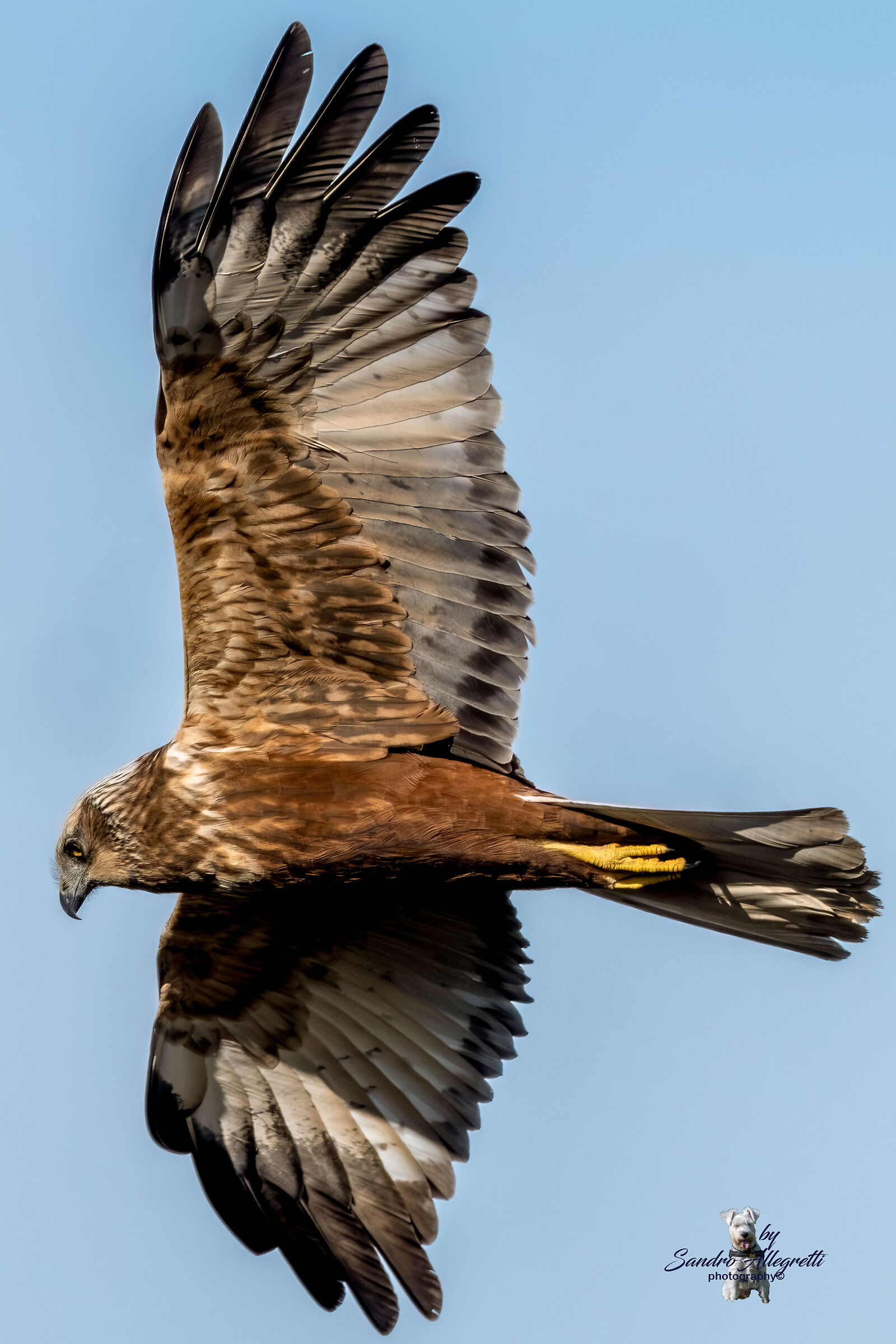 Il falco di palude (Circus aeruginosus) M