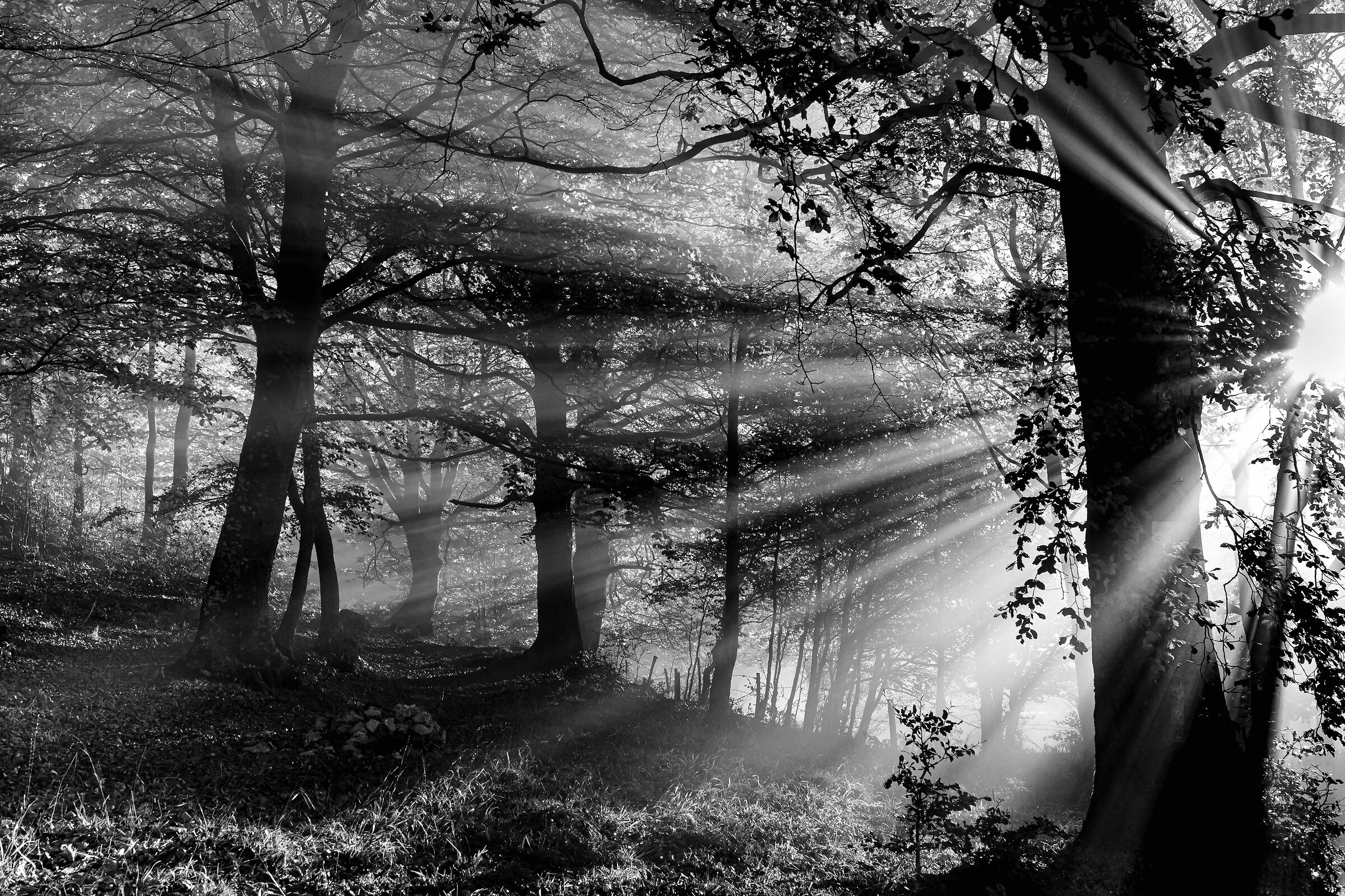 In the woods of Matese (CE)