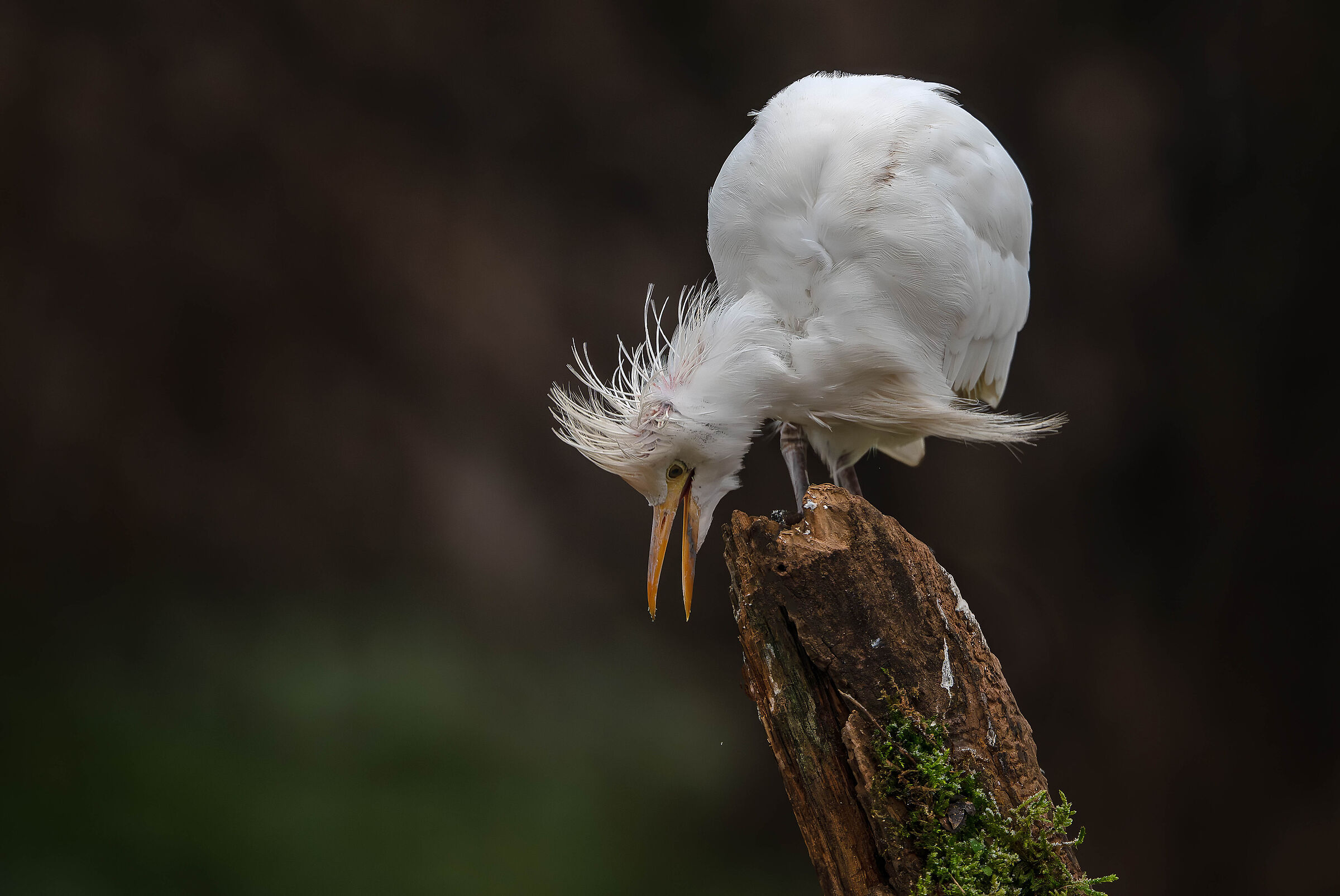 Cattle Egret