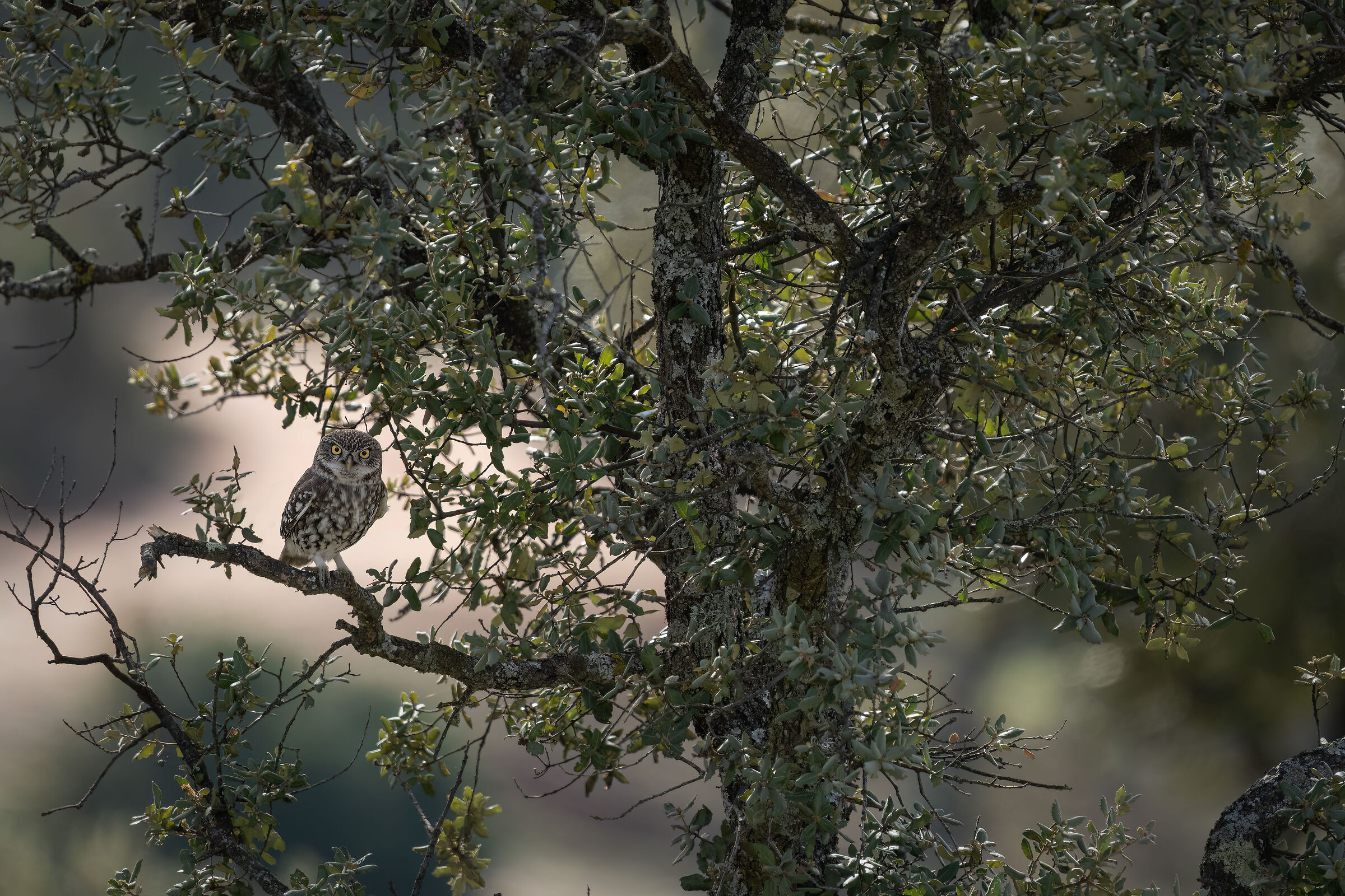 La civetta sul leccio