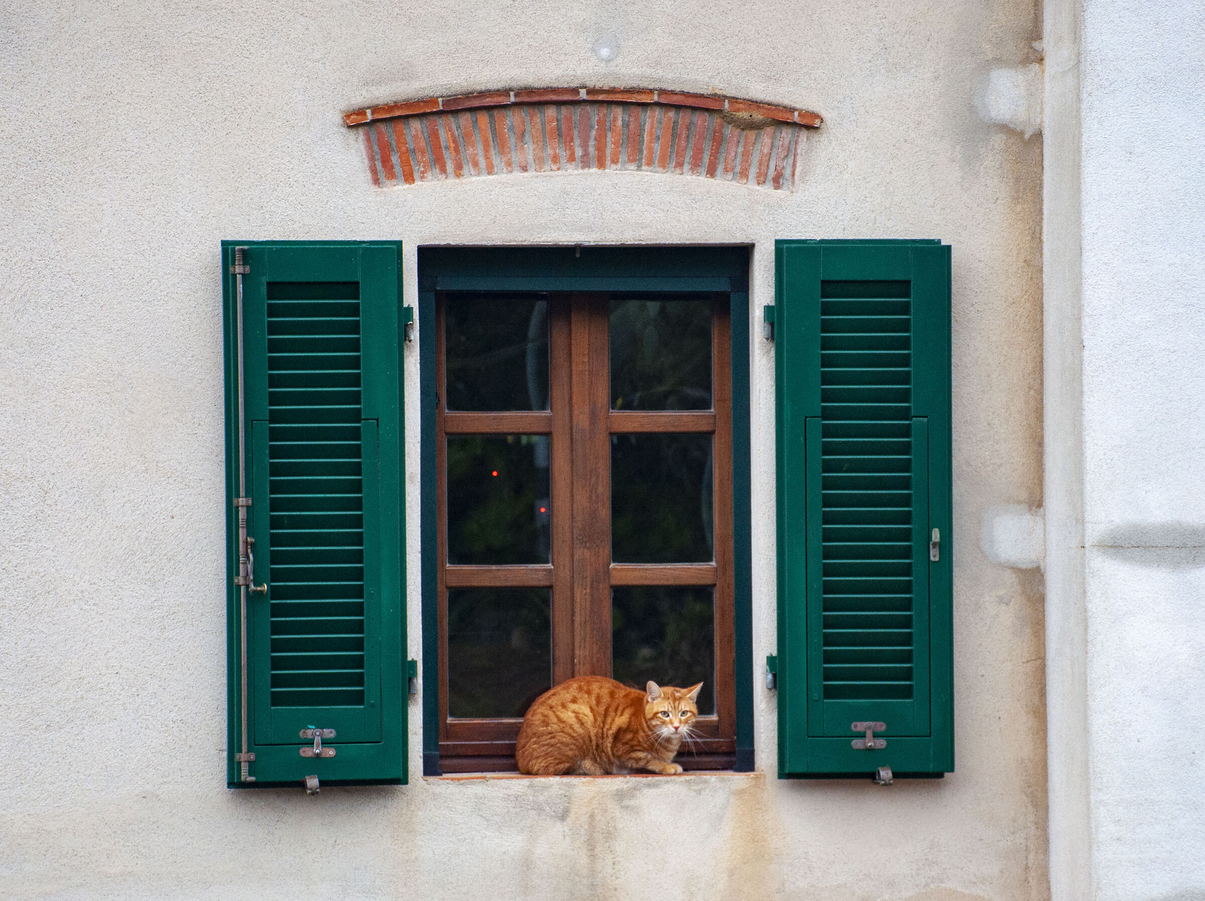 Red cat