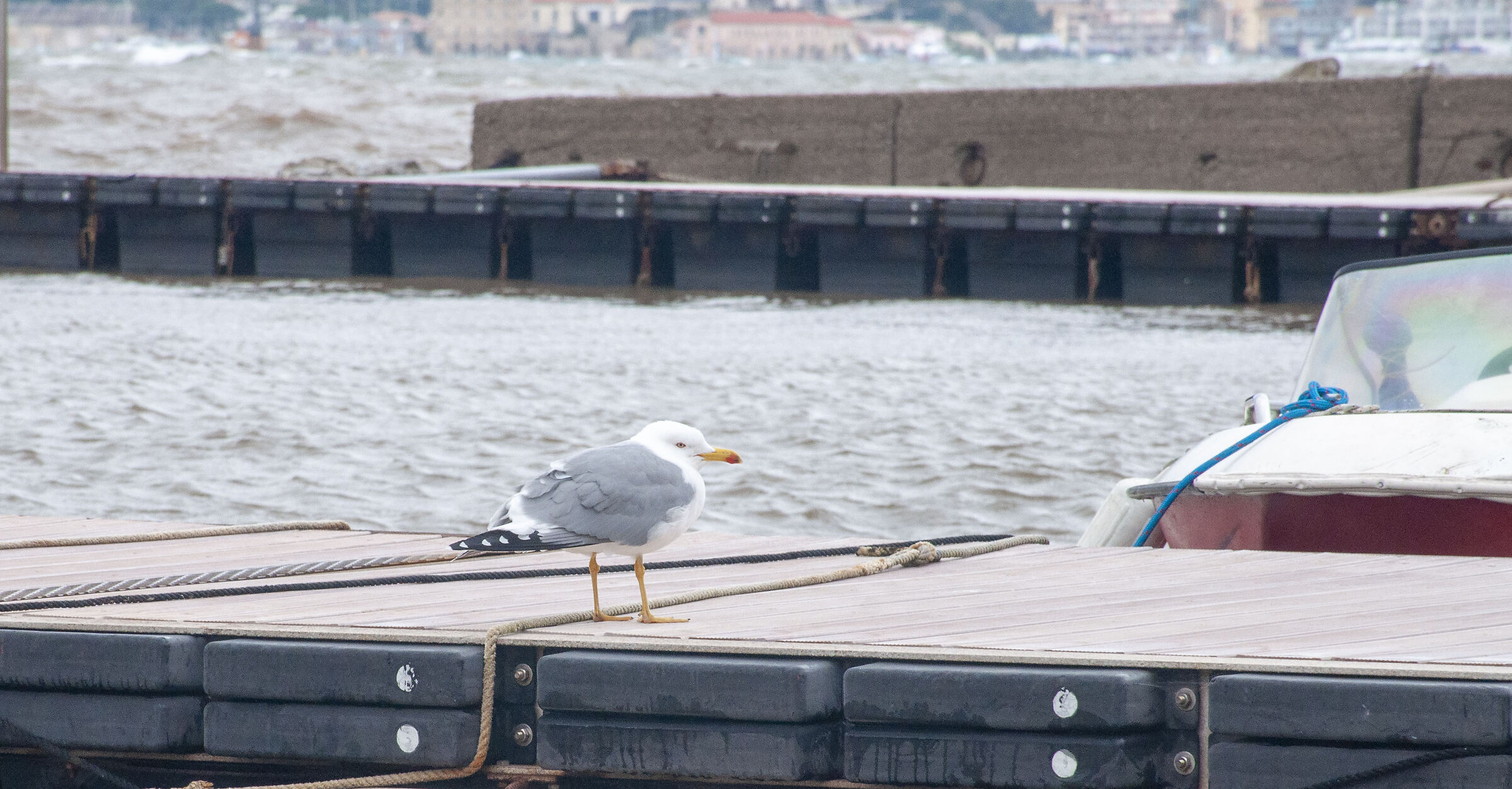Chilled Seagull