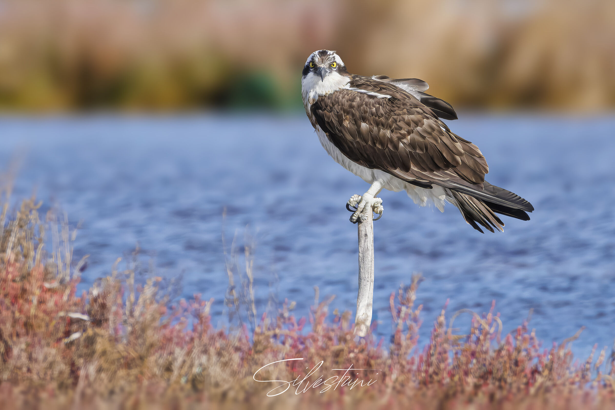 Falco Pescatore