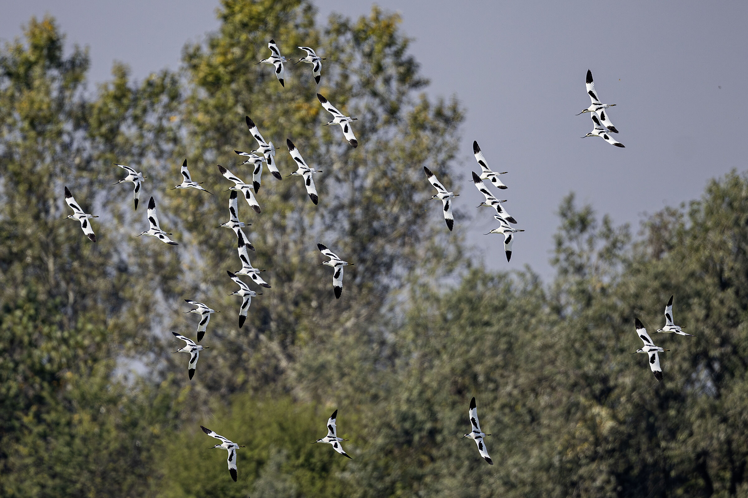 stormo in volo