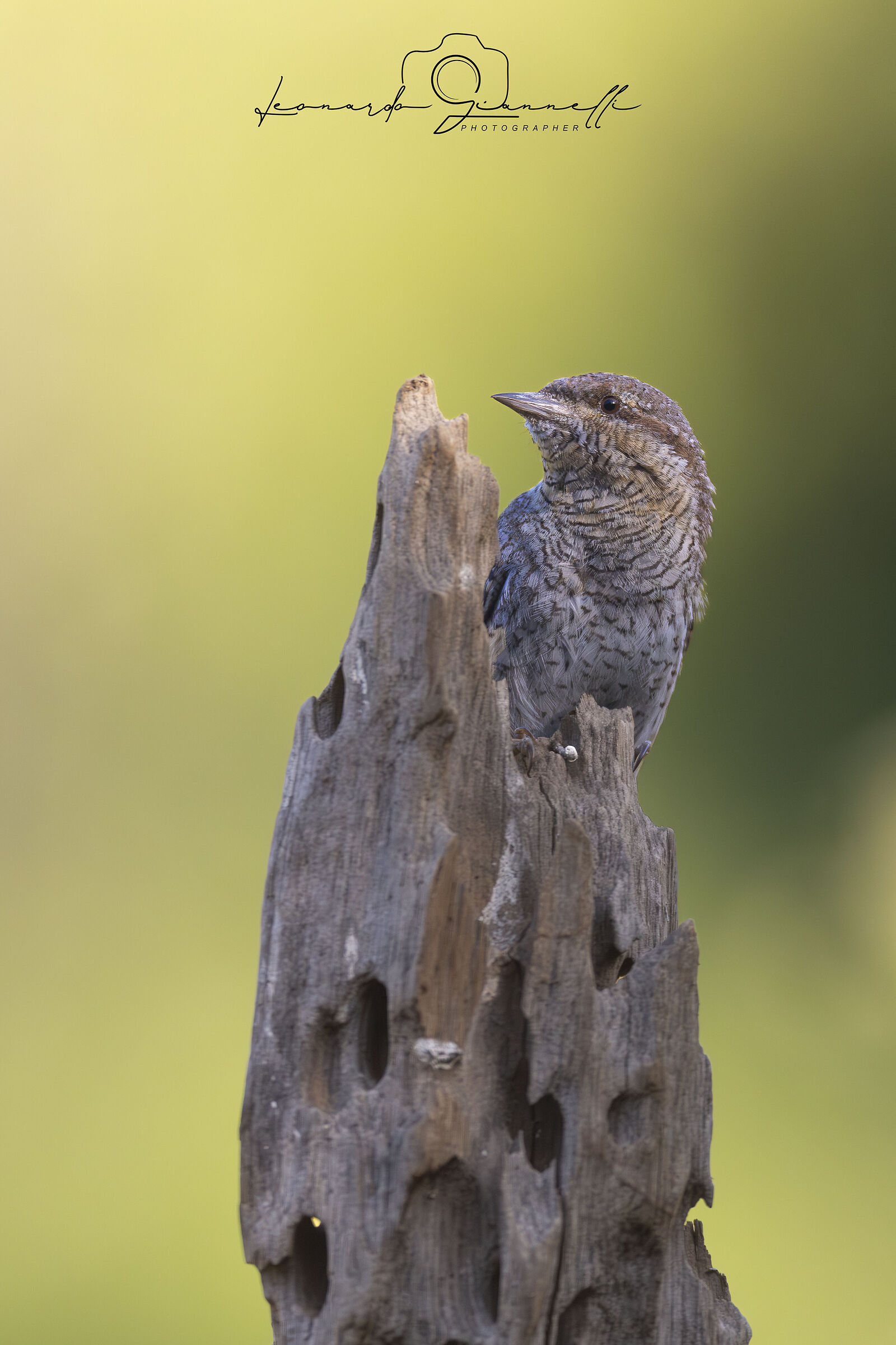 Eurasian Wryneck (Jynx torquilla)