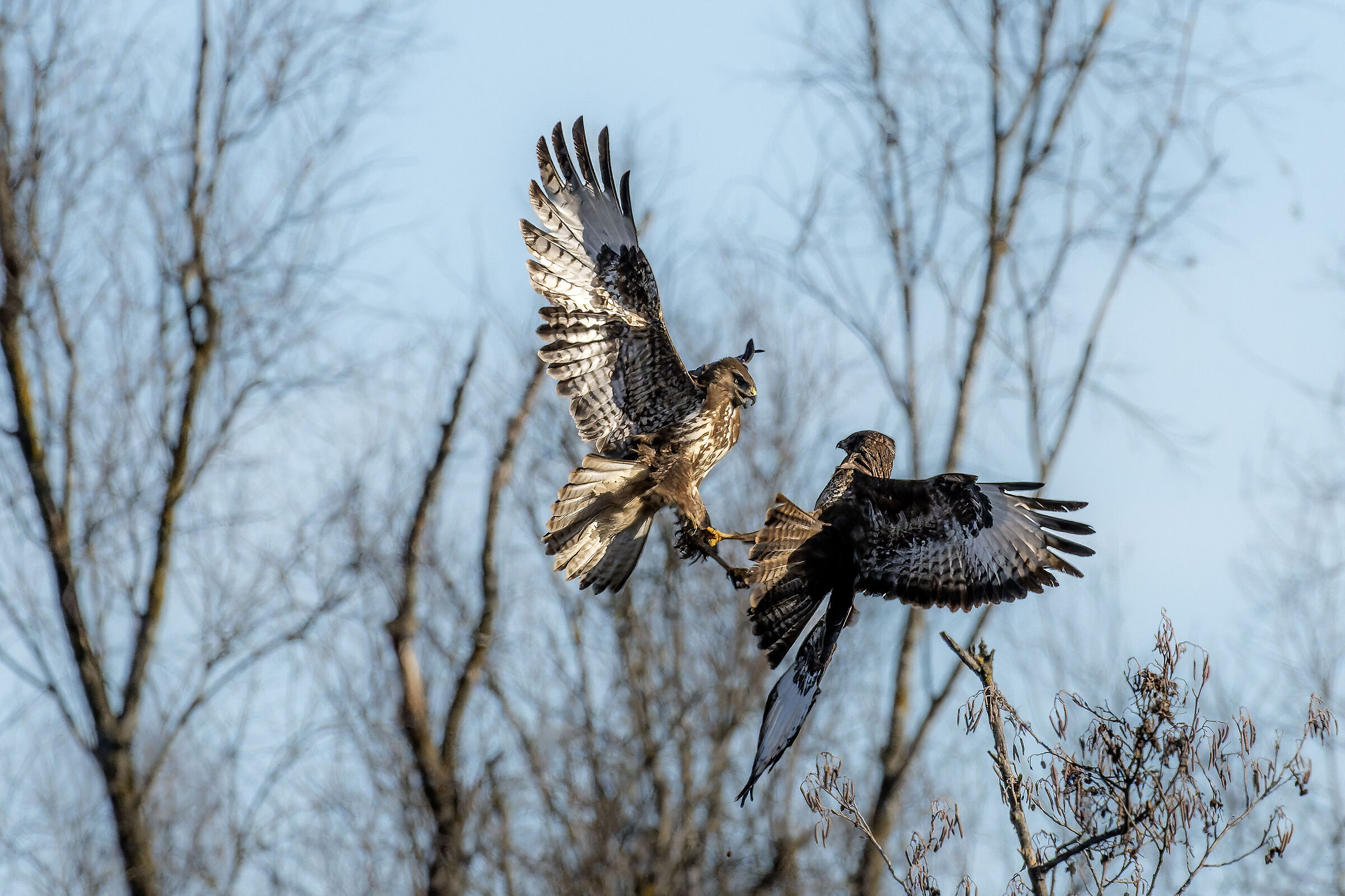 Bickering between buzzards