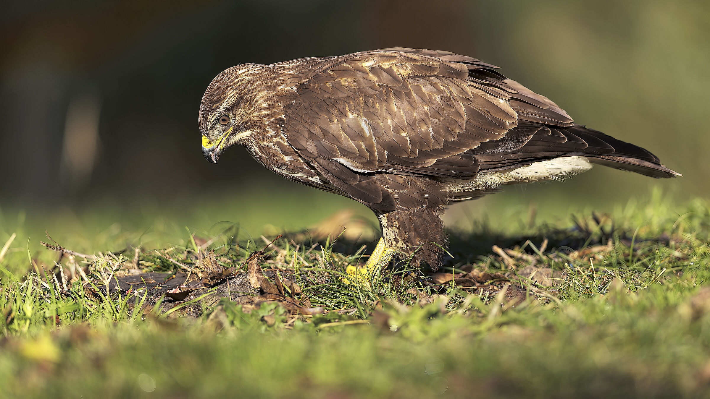 buzzard2