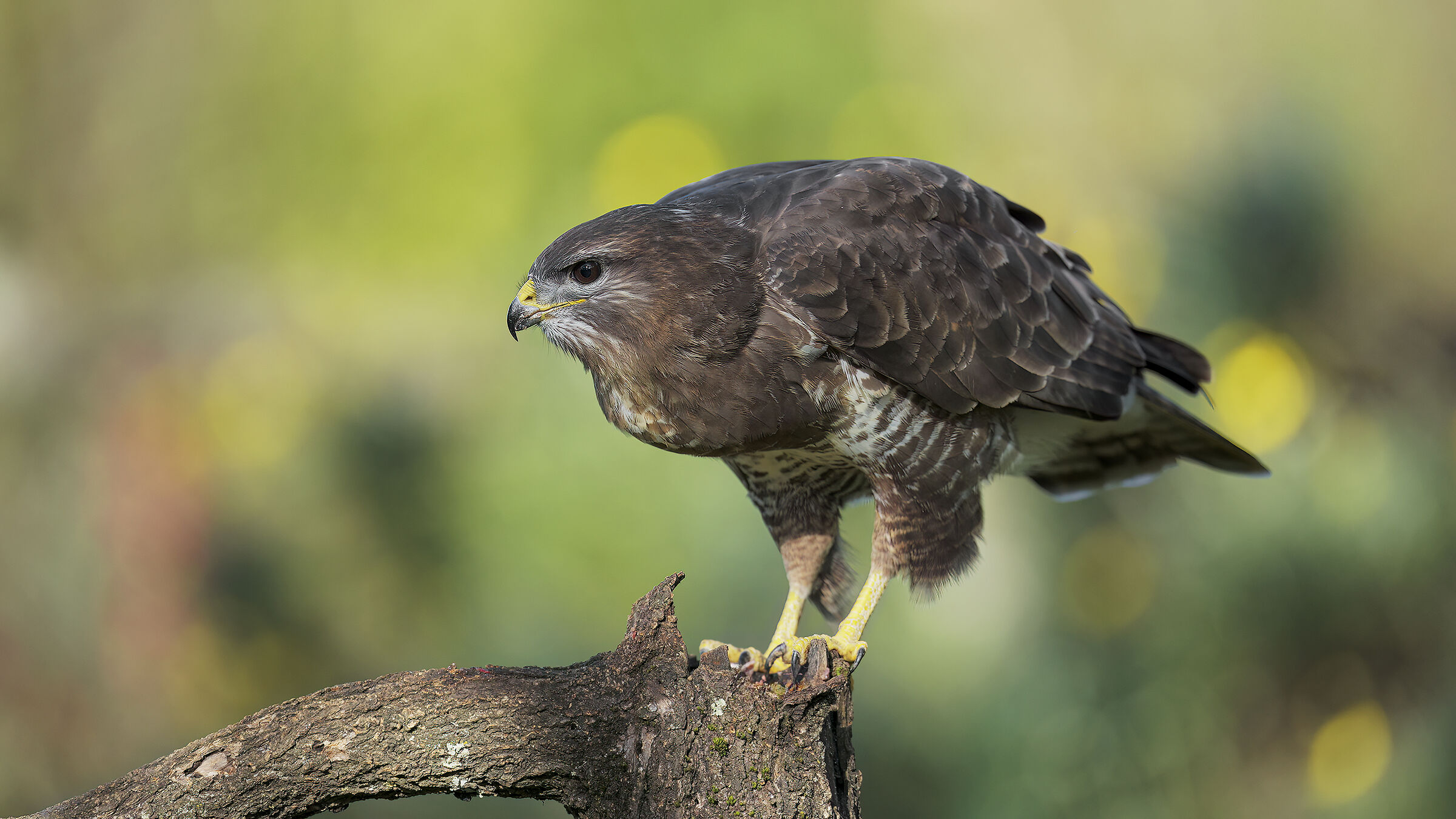 buzzard3